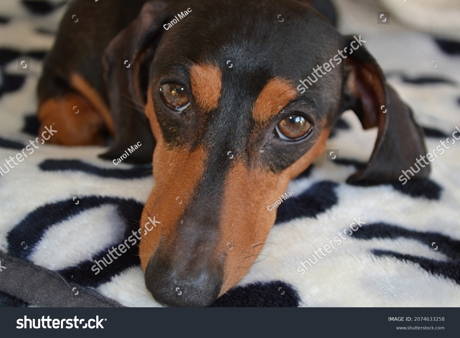 black and tan dachshund clipart images