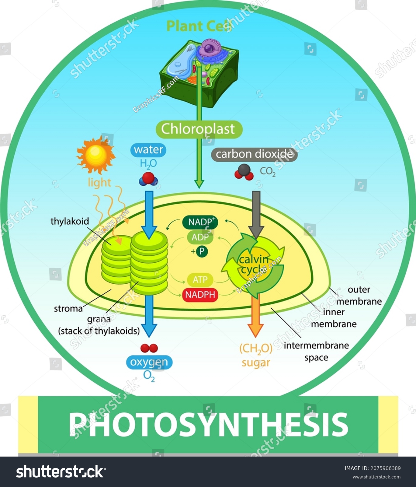 Diagram Showing Process Photosynthesis Plant Illustration Stock Vector ...