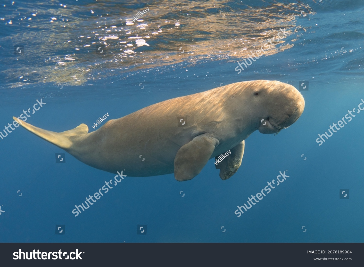 cute dugong