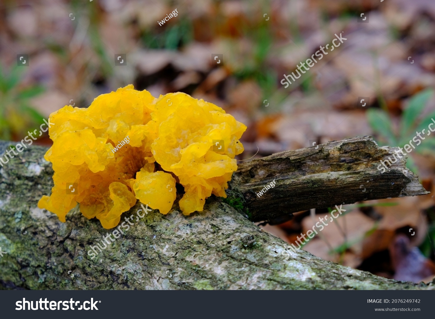 tremella mesenterica