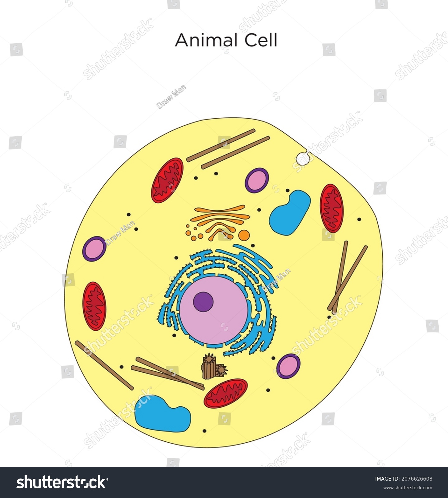 Vector Illustration Plant Animal Cell Anatomy Stock Vector (Royalty ...