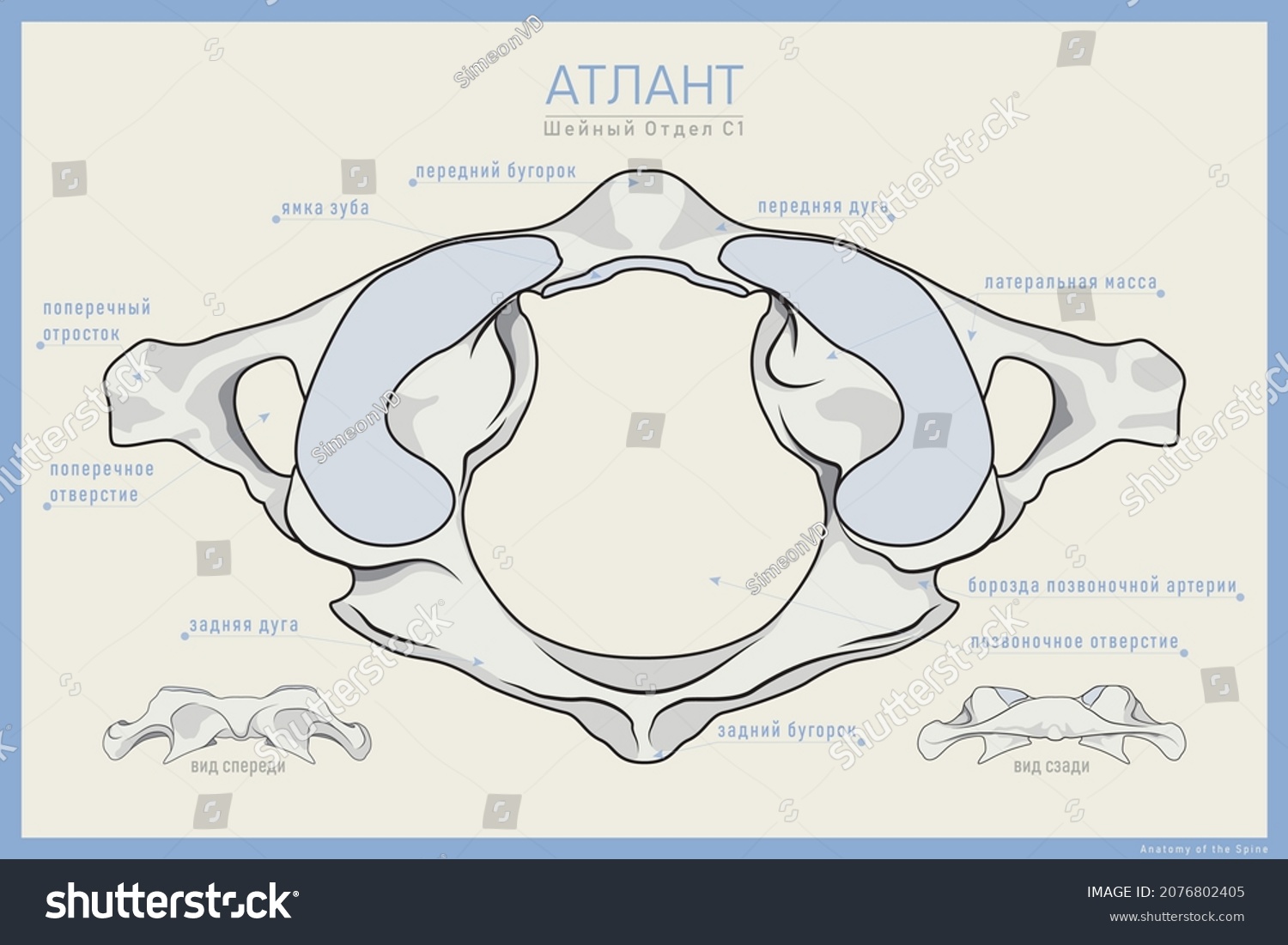 Atlas C1 Anatomy On Russian Anterior Stock Vector (Royalty Free ...