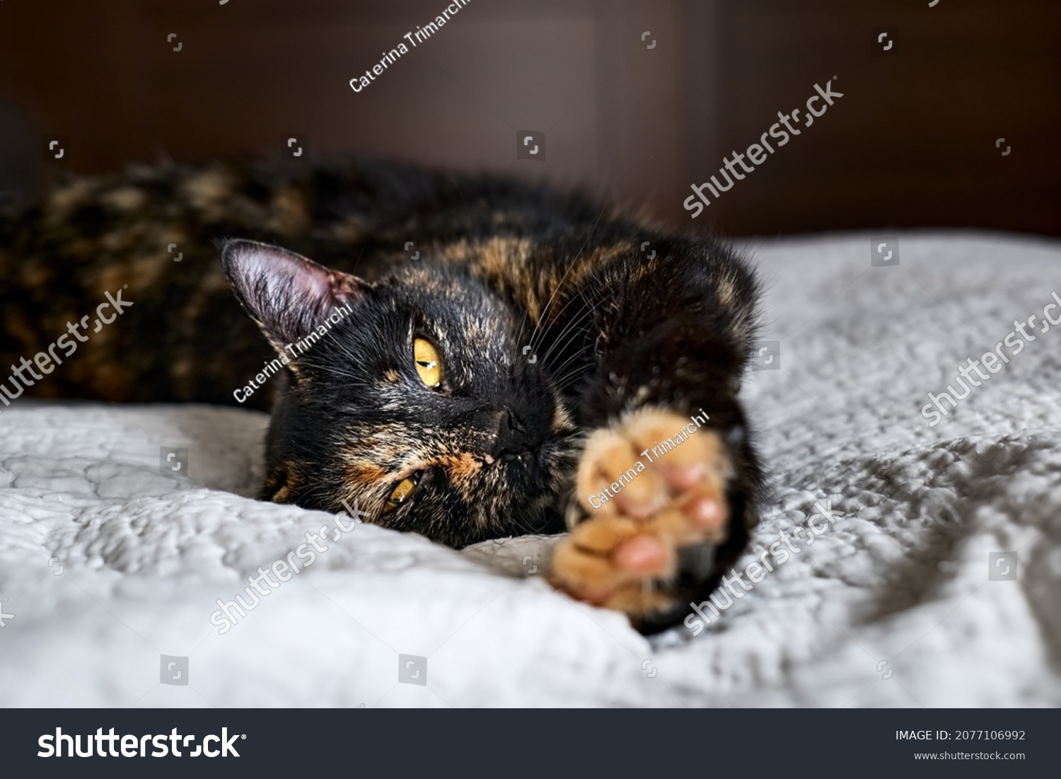 10 273件の さびねこ の画像 写真素材 ベクター画像 Shutterstock