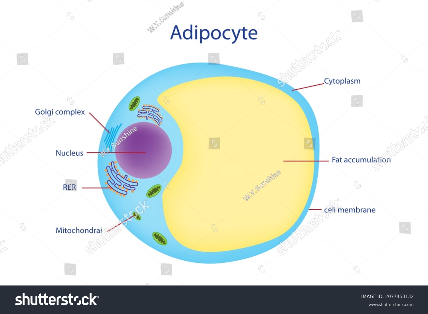 Diagram Structure Fat Cell Adipocyte Shows Stock Illustration ...