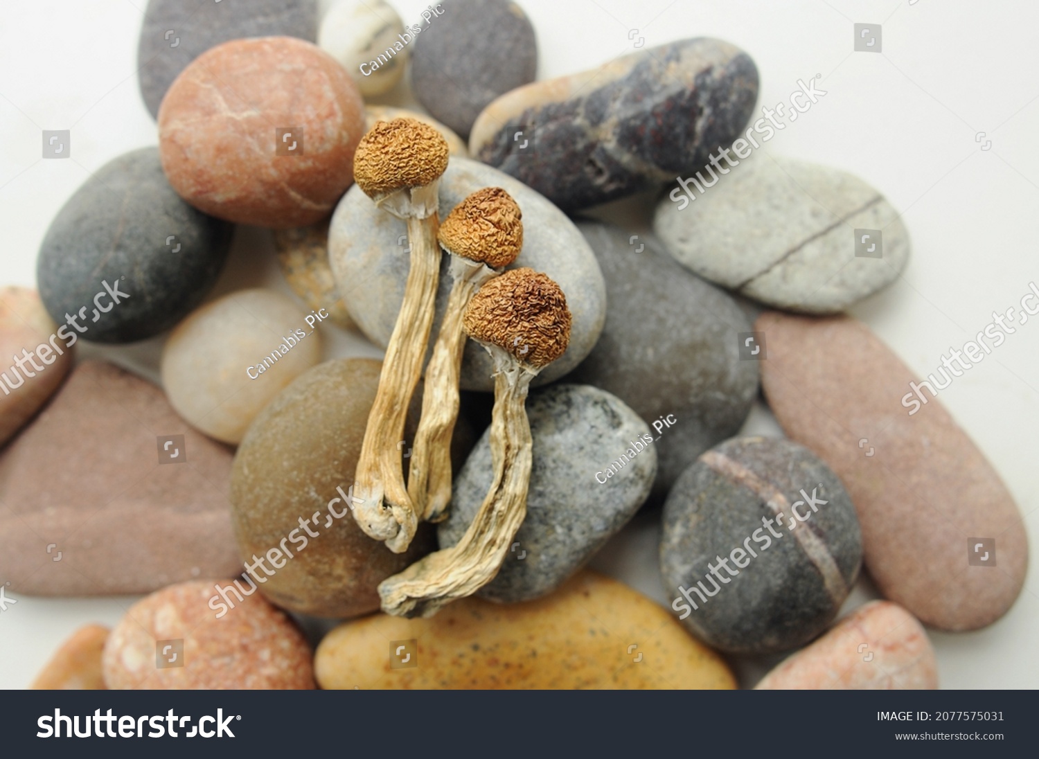 Dried Psilocybe Cubensis Psilocybin Mushrooms Sea Stock Photo ...