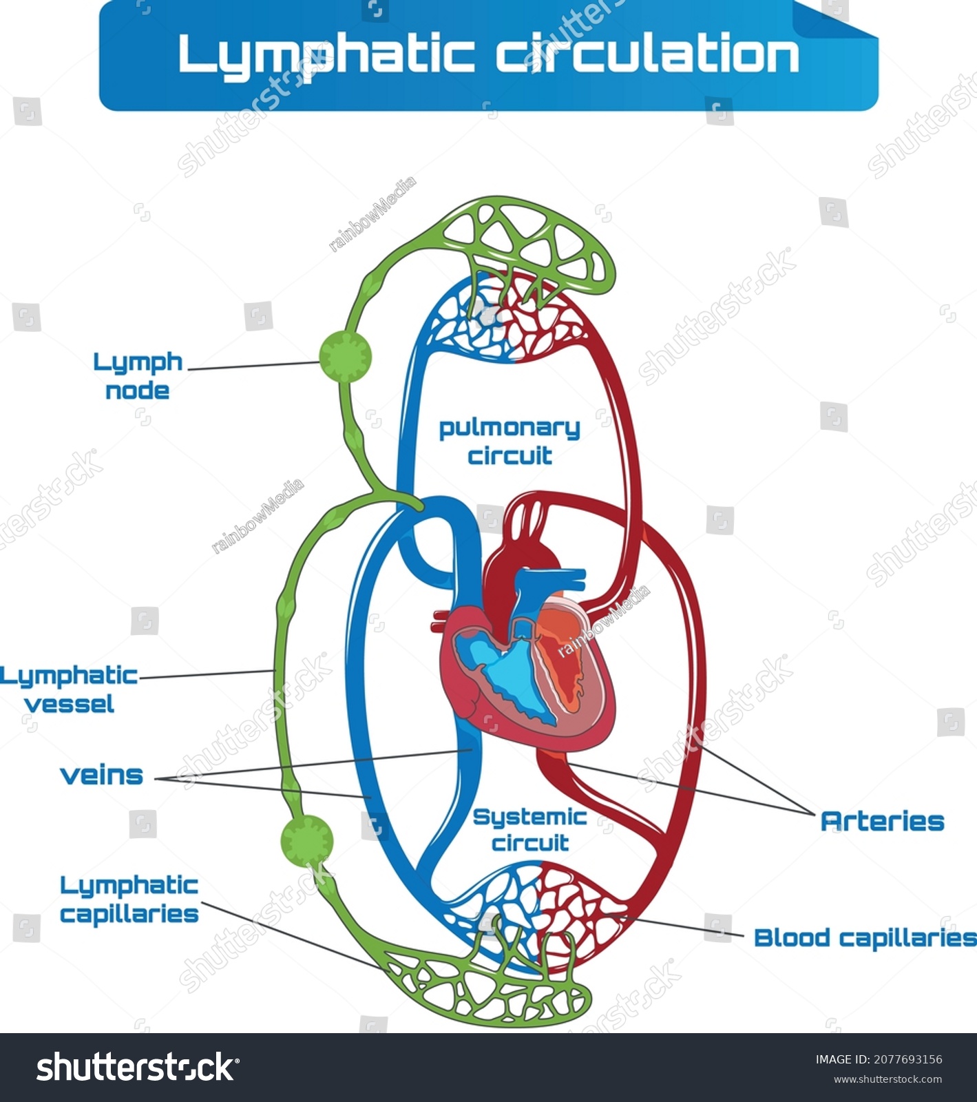 Human Circulatory System Diagram Circulatory System Stock Vector ...