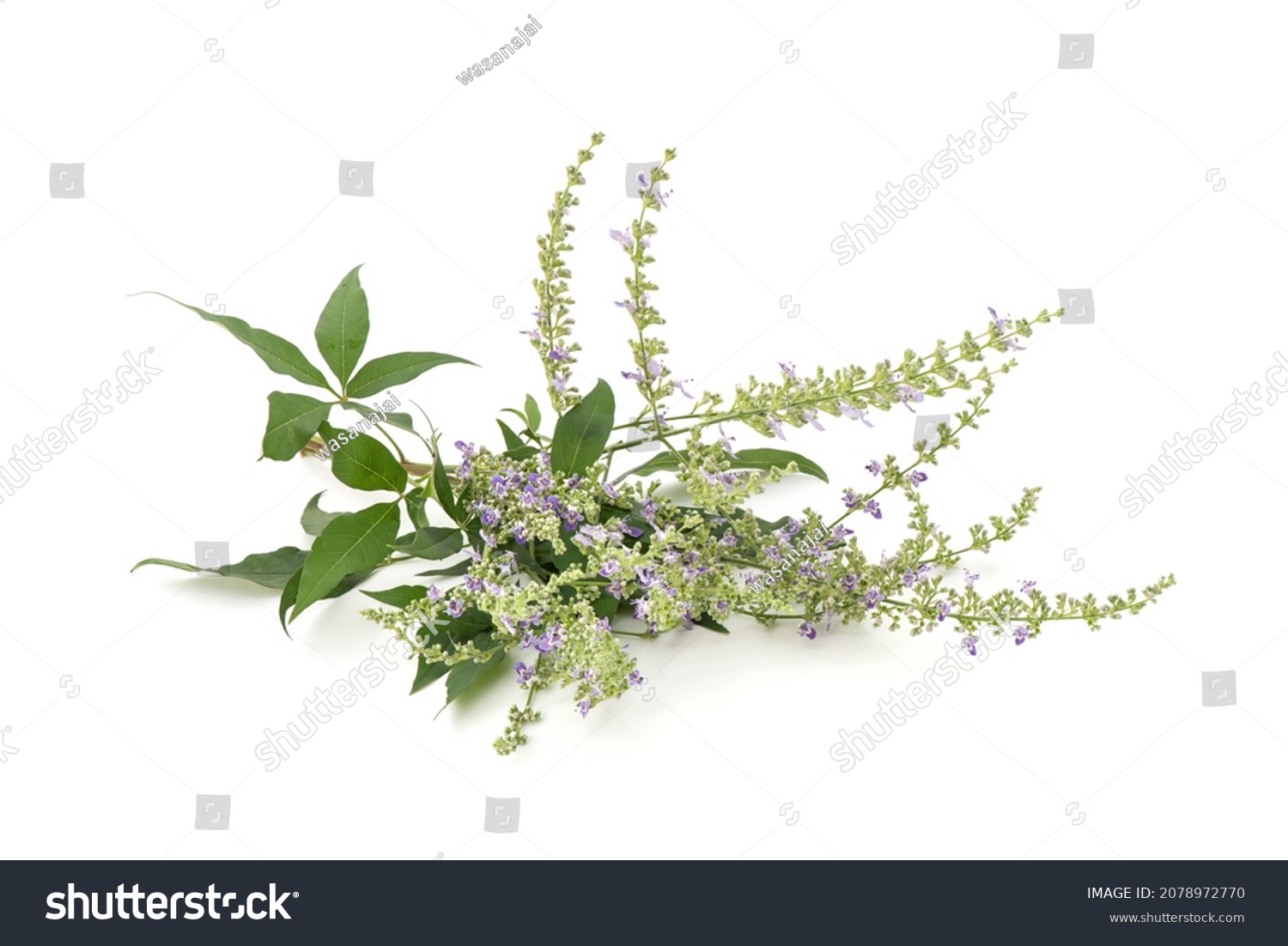 Five Leaved Chaste Tree Vitex Negundo Stock Photo 2078972770 Shutterstock