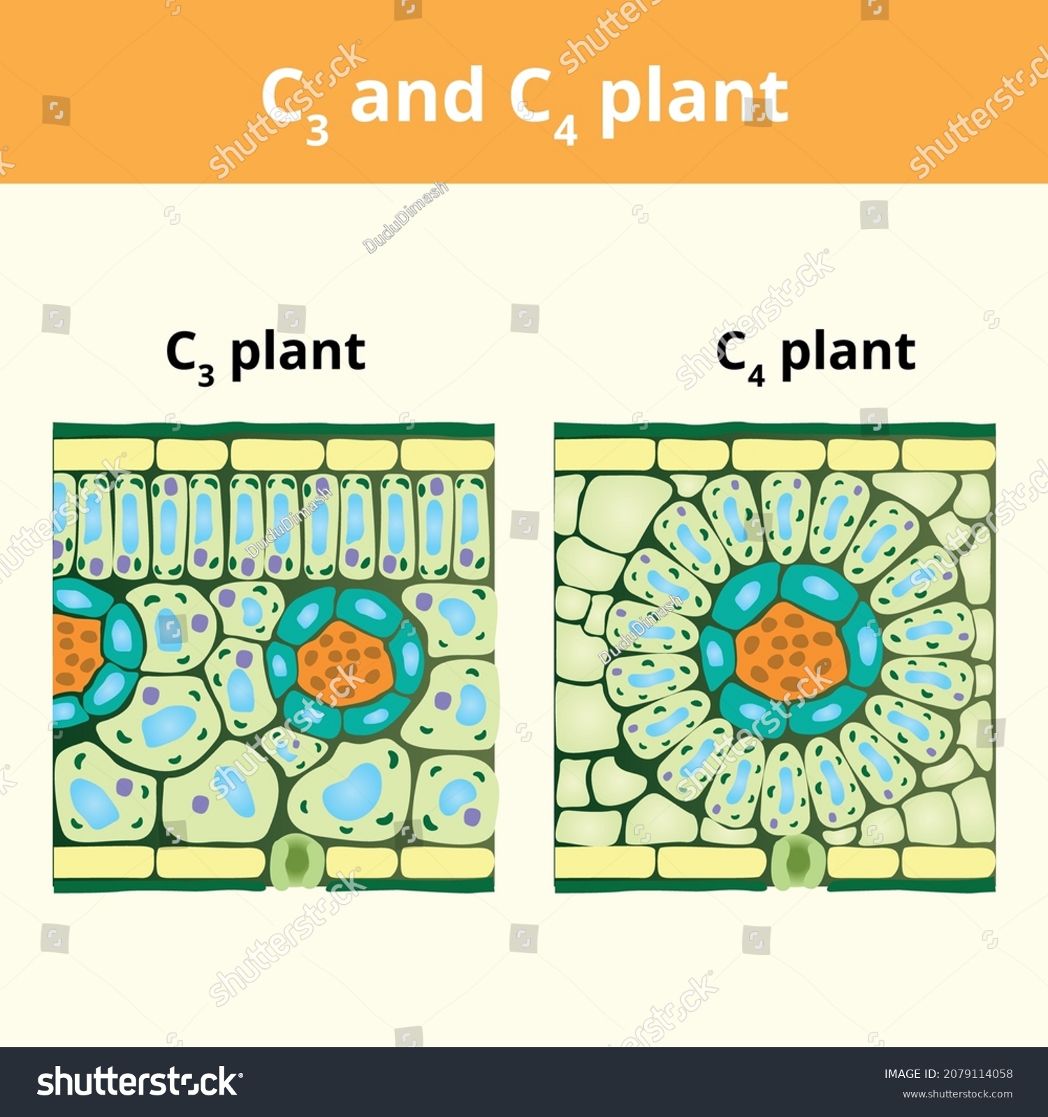 Structure Leaves C3 C4 Plants Biology Stock Vector (Royalty Free ...