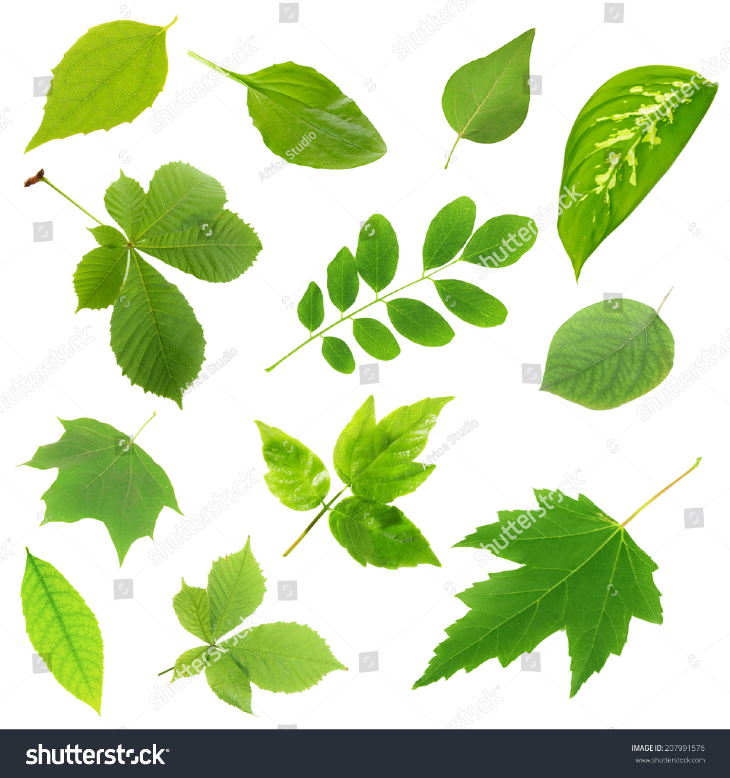 Collage Different Leaves Isolated On White Stock Photo 207991576 ...