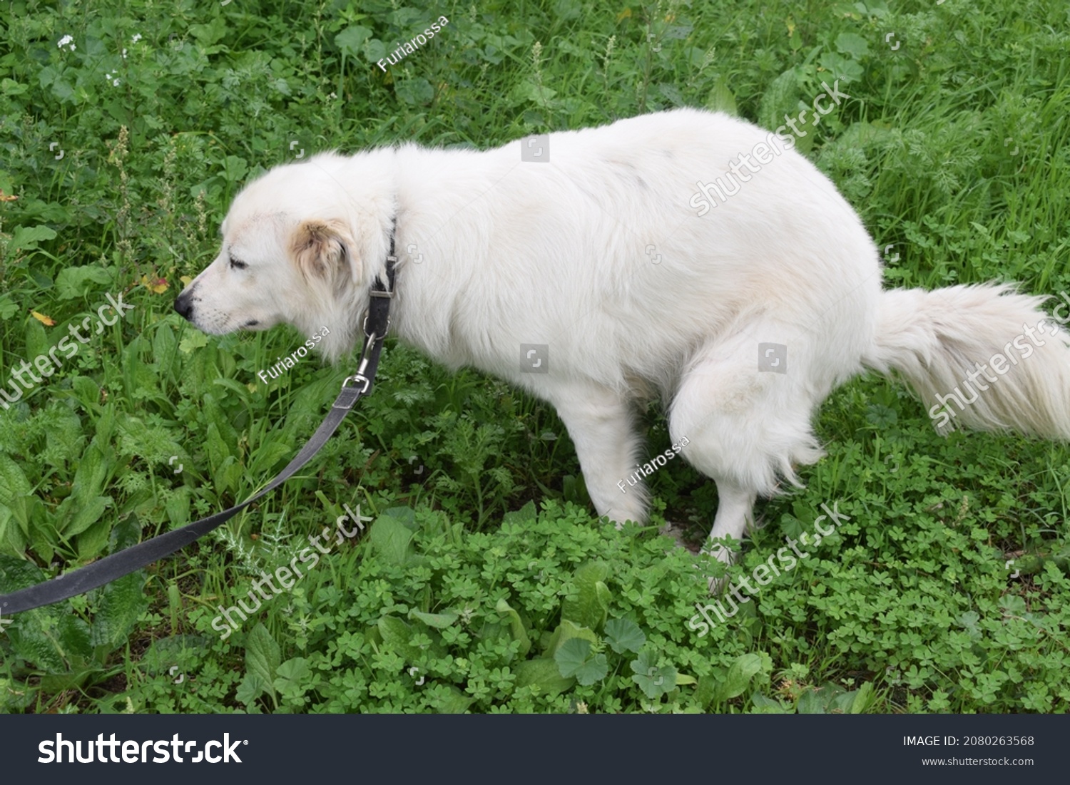 Female Maremma Sheepdog Defecating Grass Stock Photo 2080263568 ...