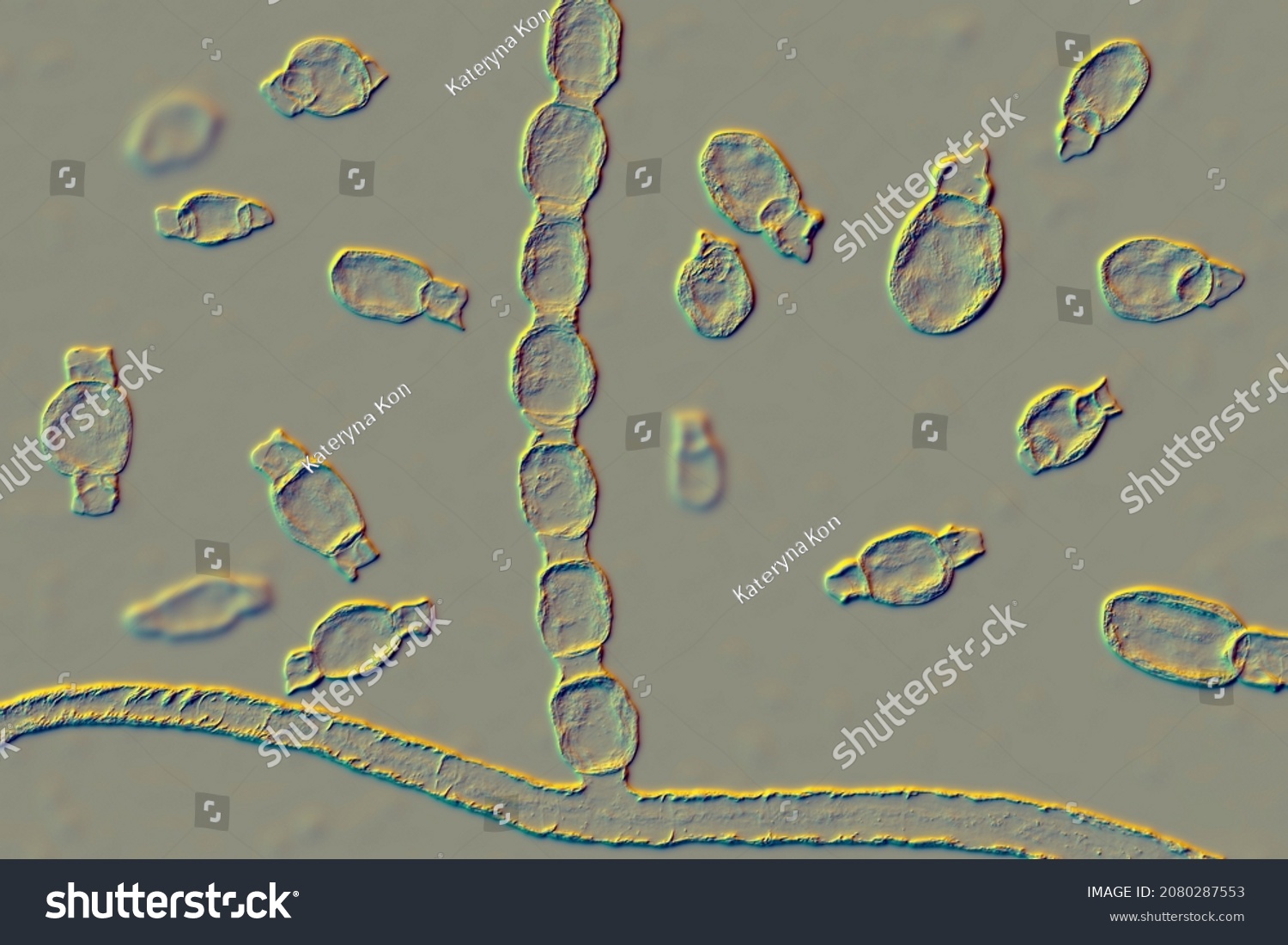 Fungi Coccidioides Immitis Saprophytic Stage 3d Stock Illustration ...