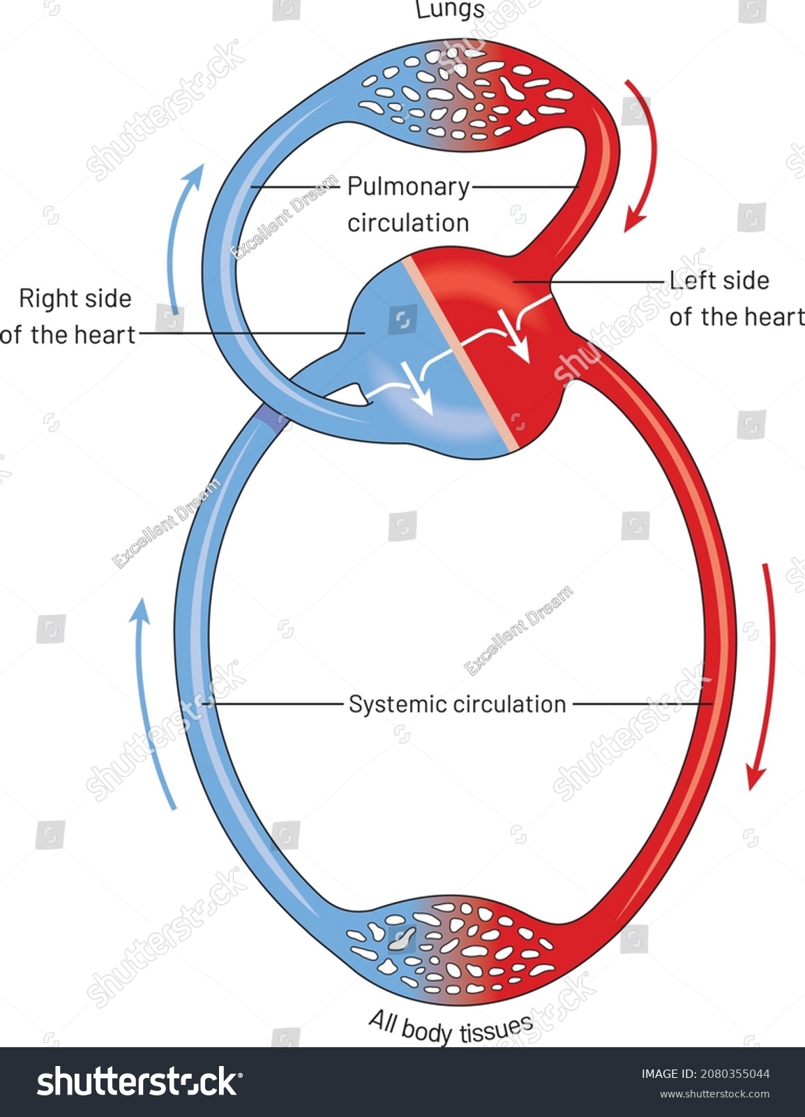 Circulation Blood Through Heart The Pulmonary Stock Vector Royalty