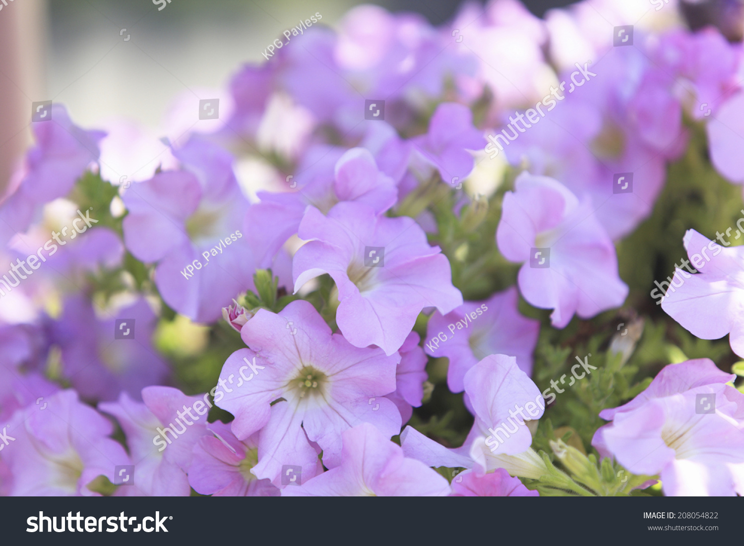 Image Safinia Stock Photo 208054822 | Shutterstock