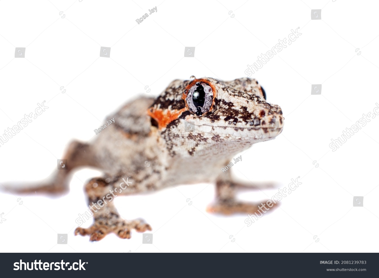 Gargoyle New Caledonian Bumpy Gecko On Stock Photo 2081239783 ...