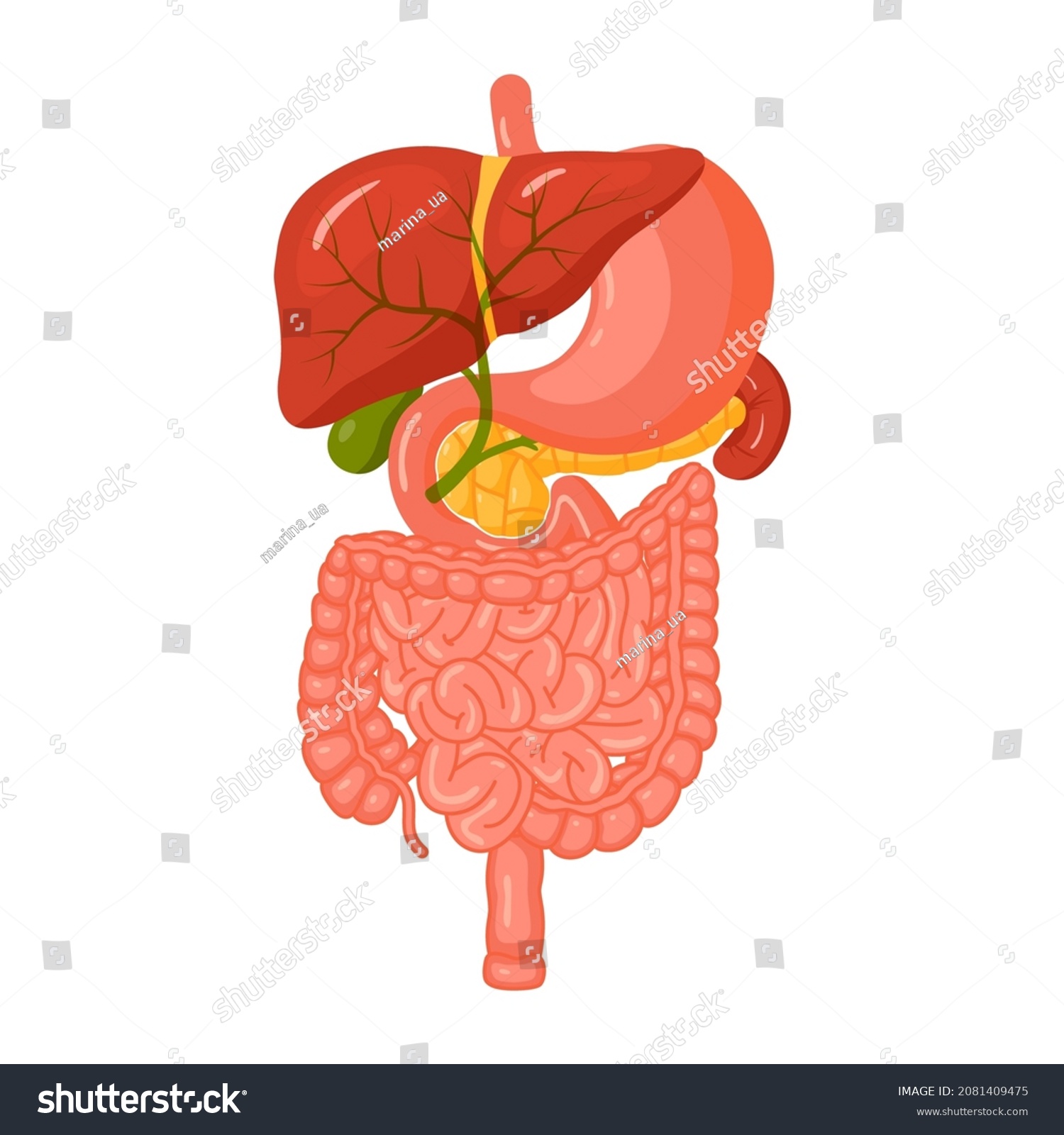 Digestive System Concept Anatomical Clip Art Stock Vector (Royalty Free ...