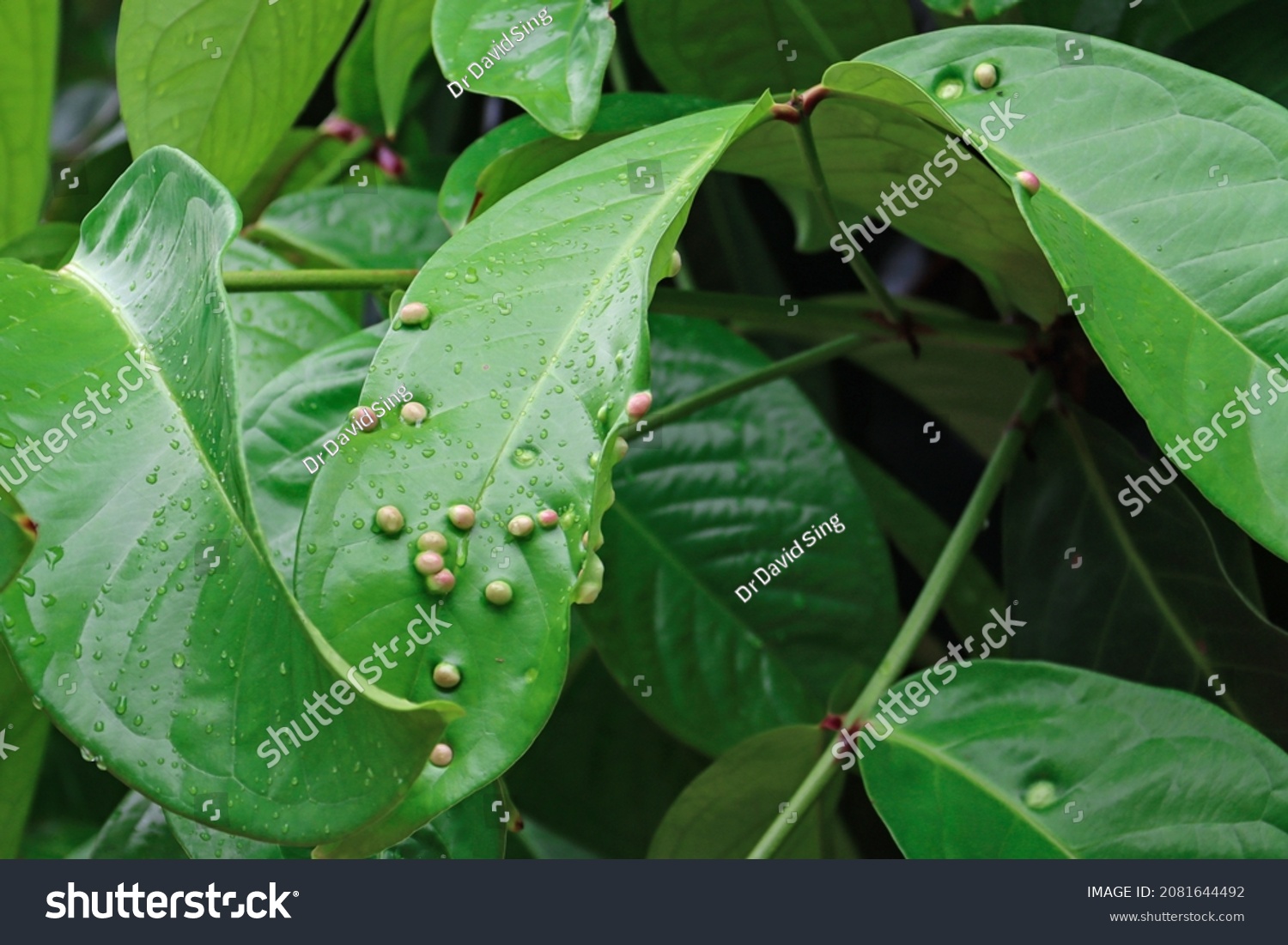 Leaf Galls Little Bumps On Leaves Stock Photo 2081644492 | Shutterstock