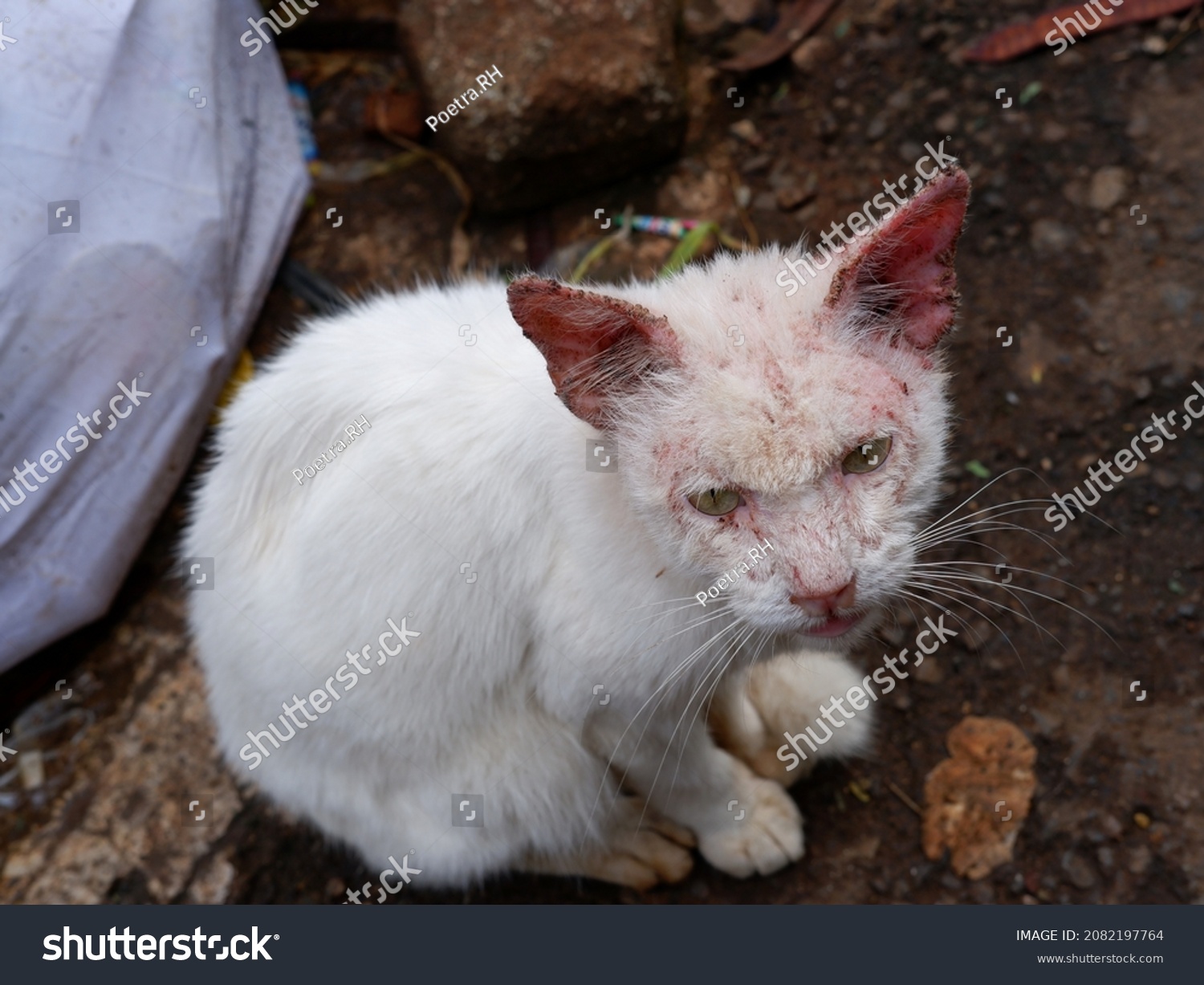 White Cat Scabies Disease That Attacks库存照片2082197764 | Shutterstock