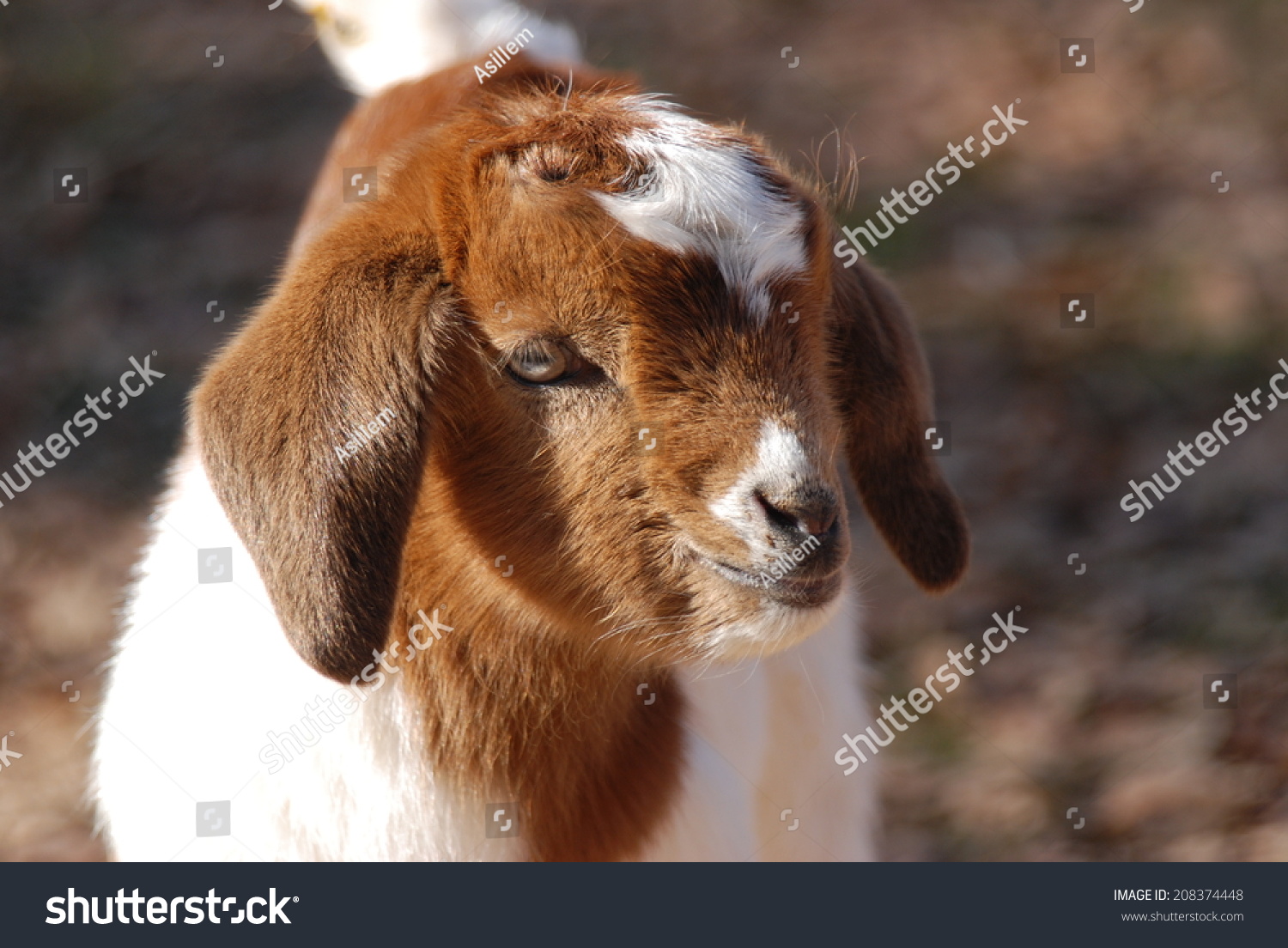 kinder goat kids