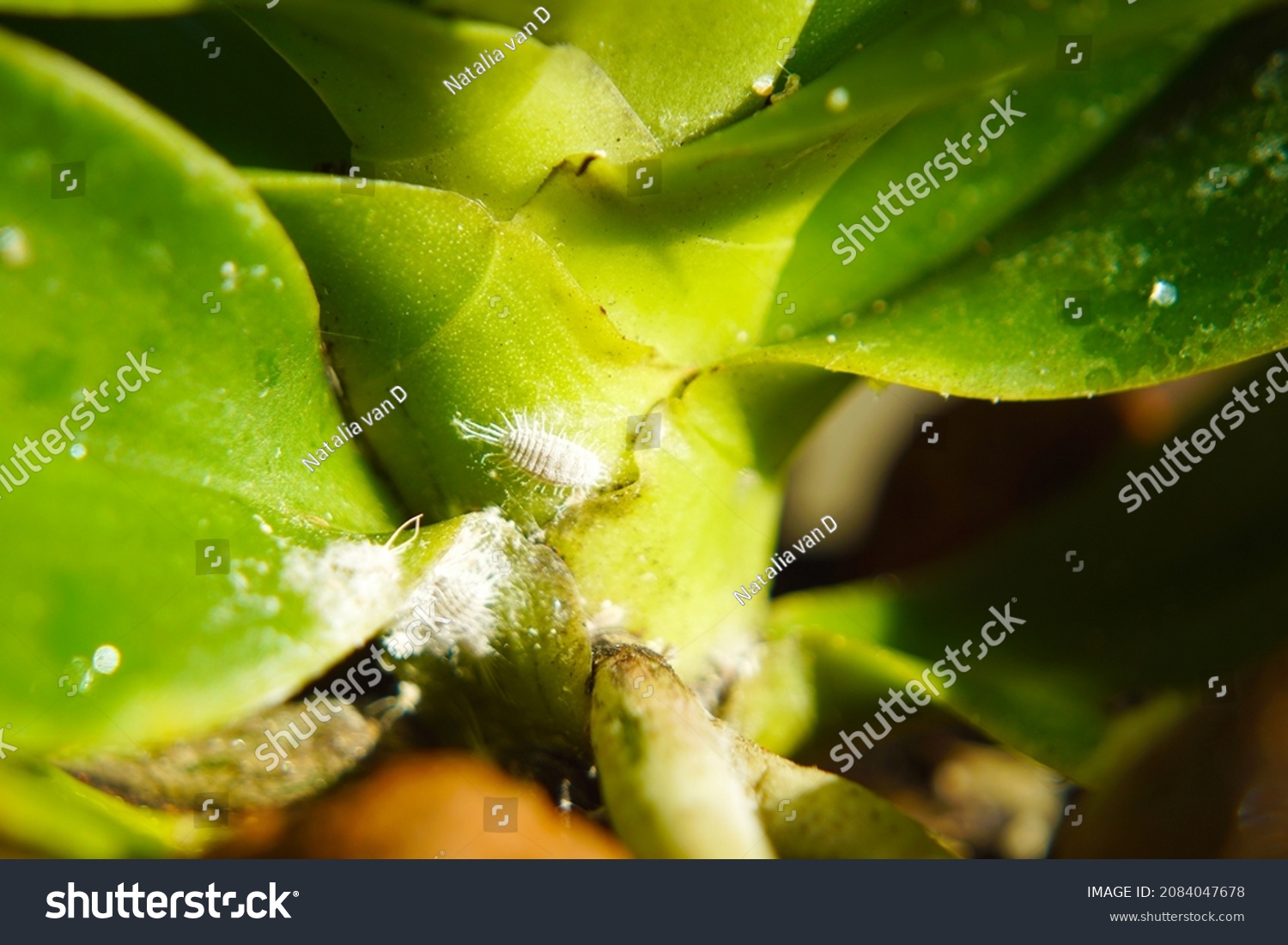 Macro Closeup Unusual Insect Larvae Pest Stock Photo 2084047678 ...