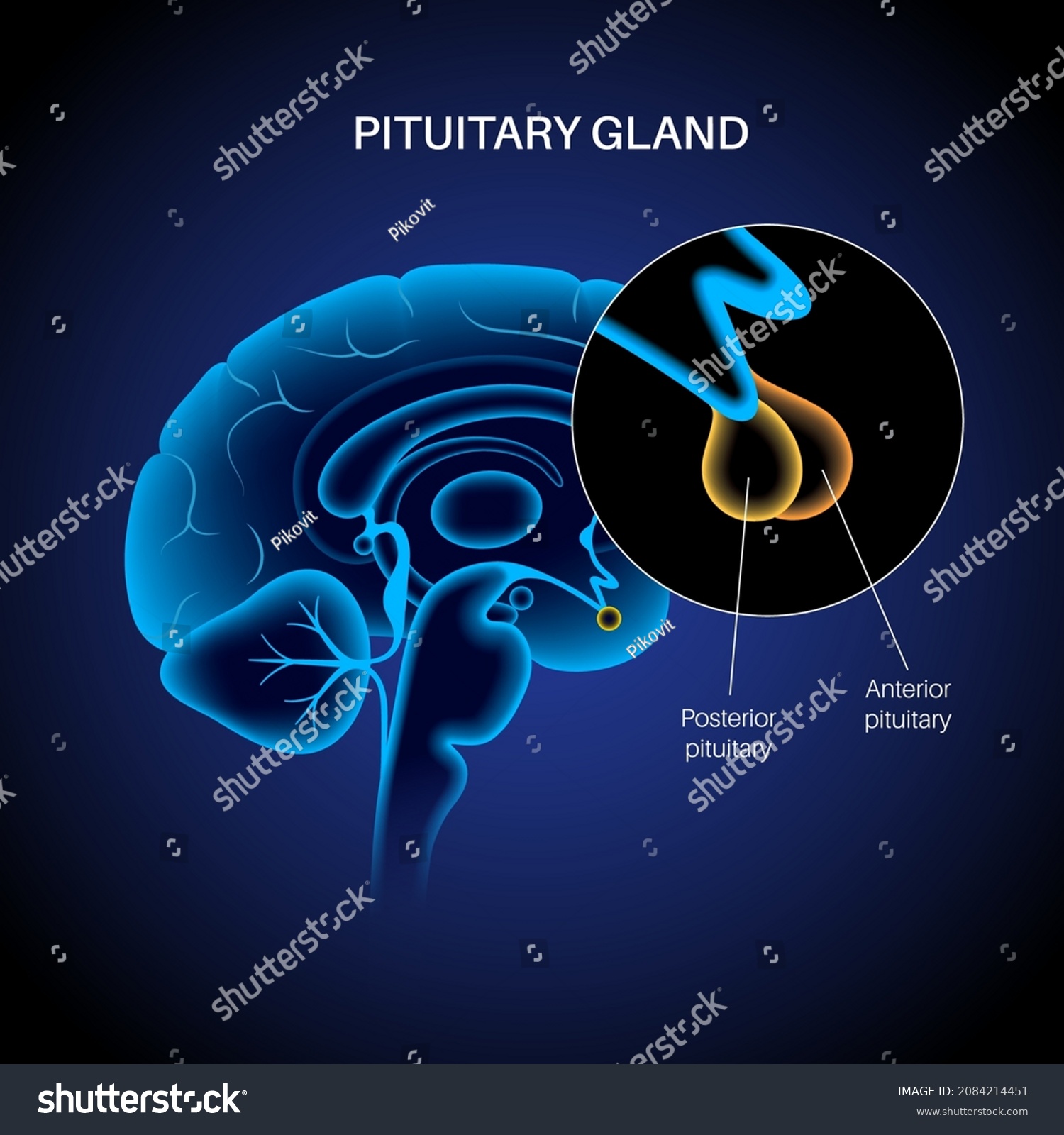 Pituitary Gland Anatomy Human Endocrine System Stock Vector Royalty Free 2084214451 Shutterstock 