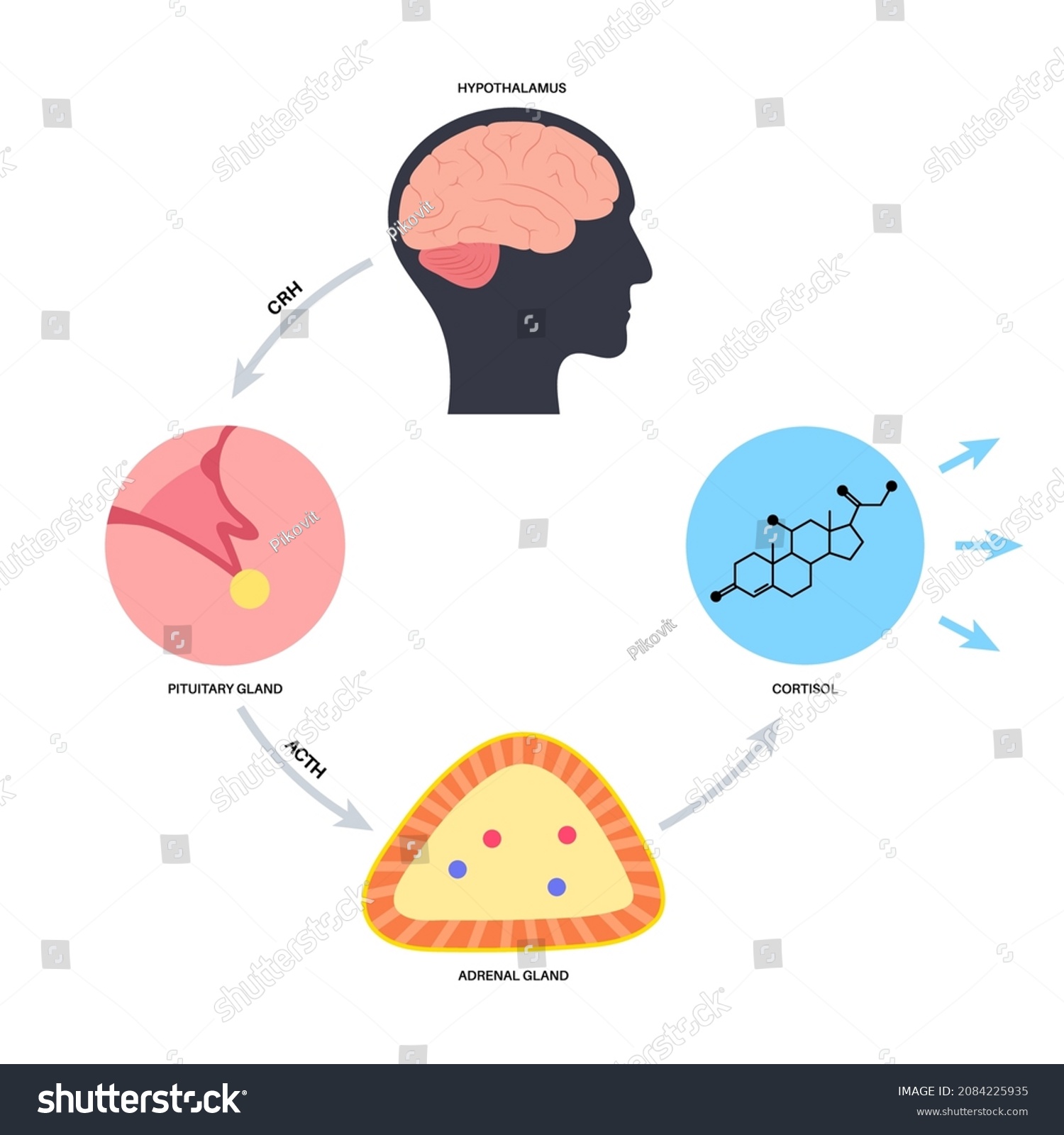 Stress Response System Hypothalamic Pituitary Adrenal Stock Vector ...