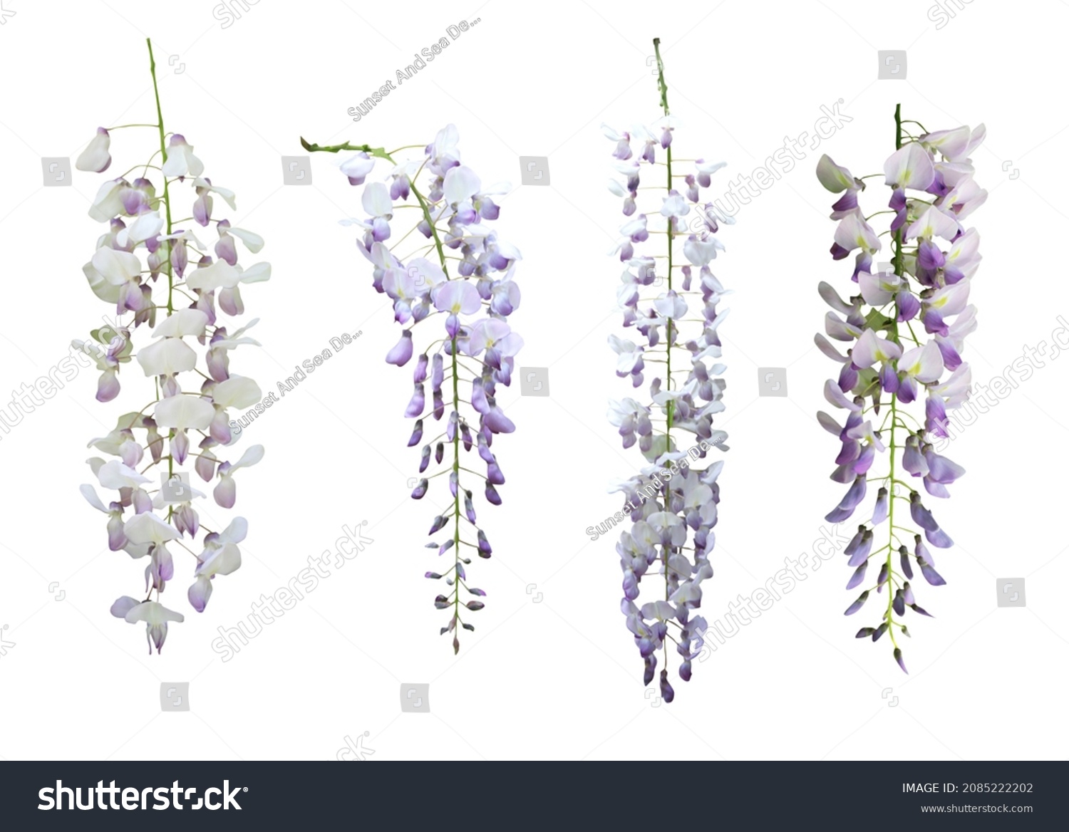 Beautiful Pastel Violet Wisteria Flowers Set Stock Photo 2085222202 ...