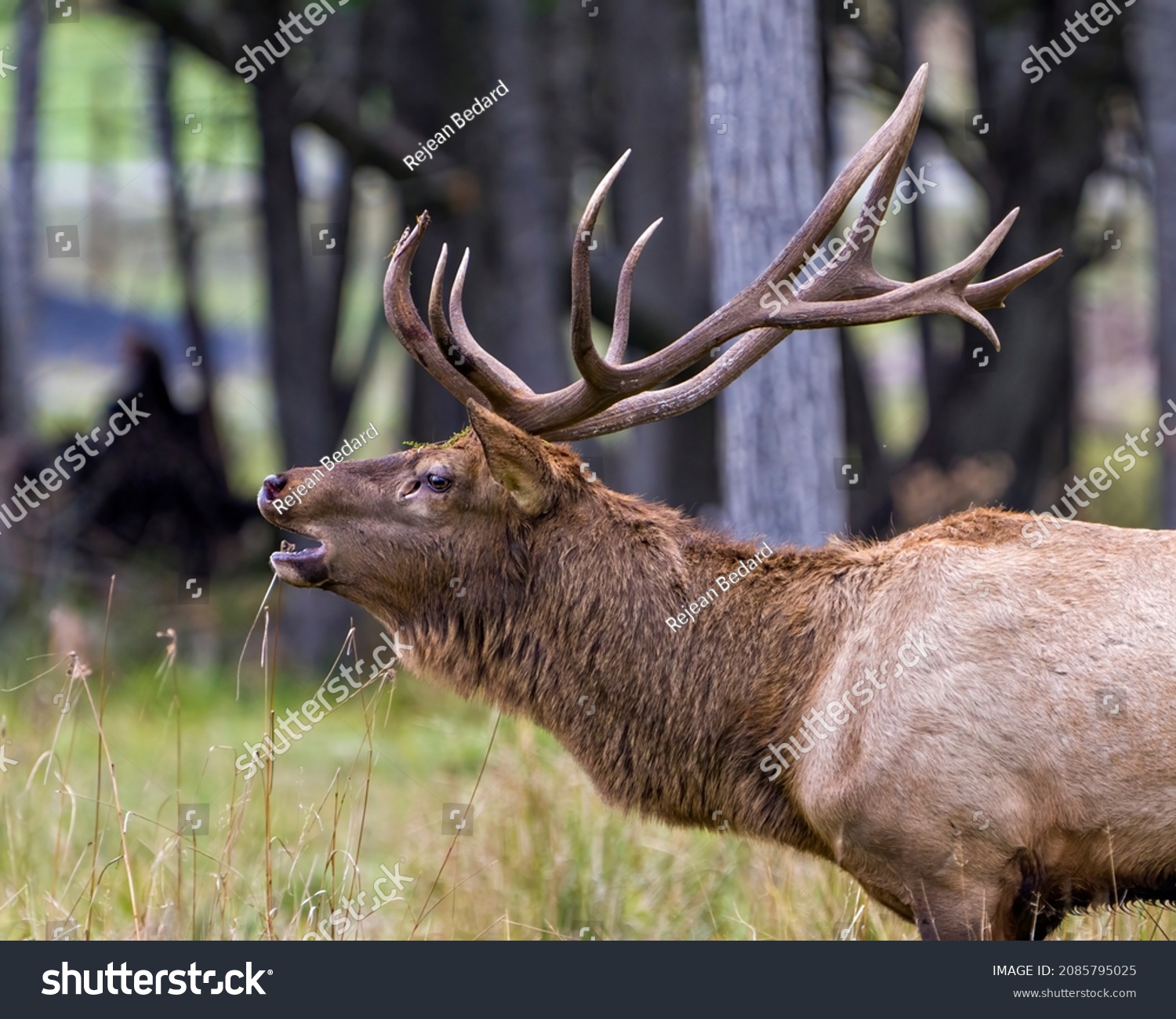 Elk Male Bull Closeup Profile Side Stock Photo 2085795025 | Shutterstock