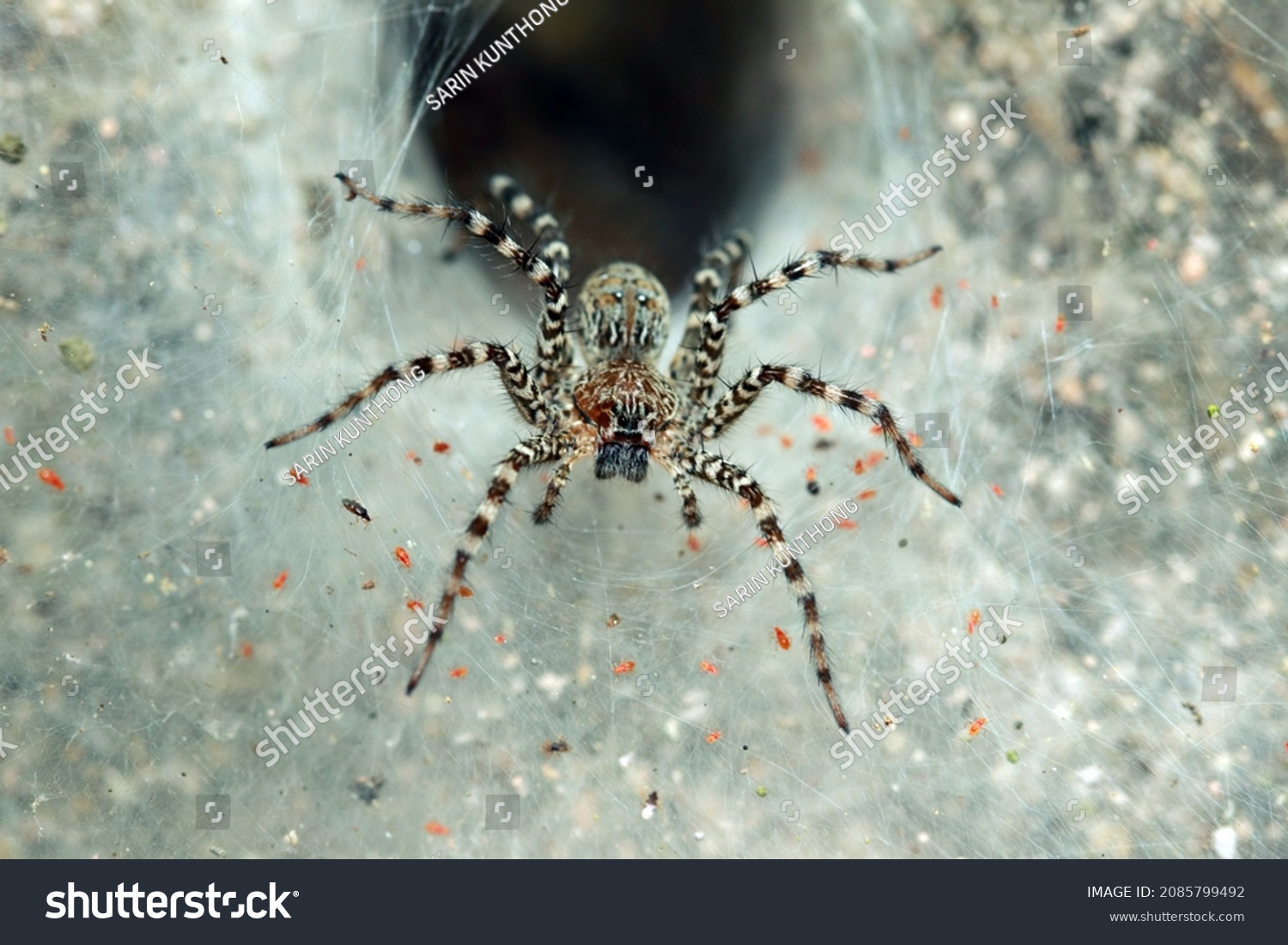 Wolf Spider On Nest Stock Photo 2085799492 | Shutterstock