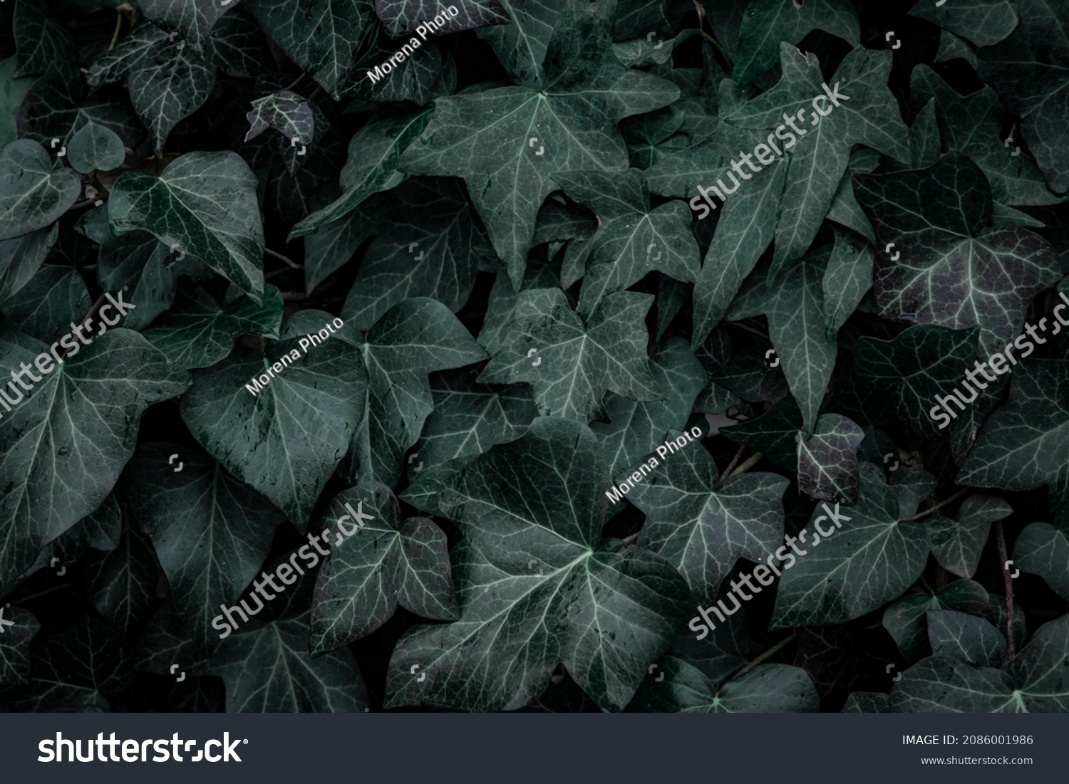 Dark Aesthetic Ivy Leaves Hedera Helix Stock Photo 2086001986 ...