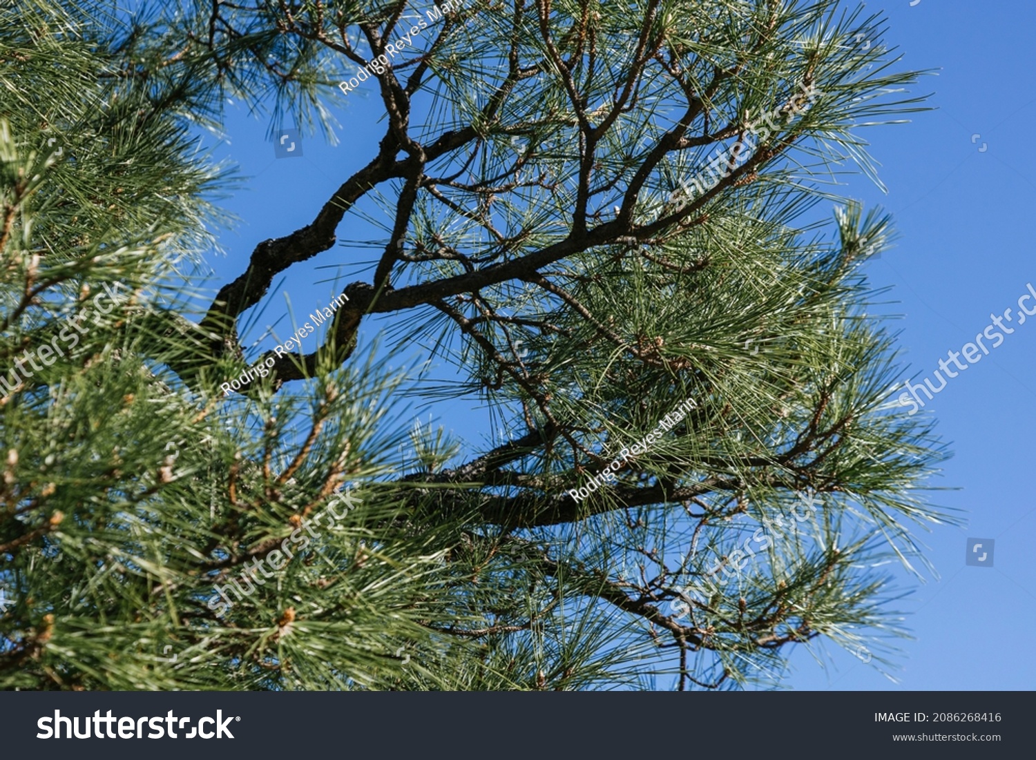 Japanese Black Pine Pinus Thunbergii Tree Stock Photo 2086268416