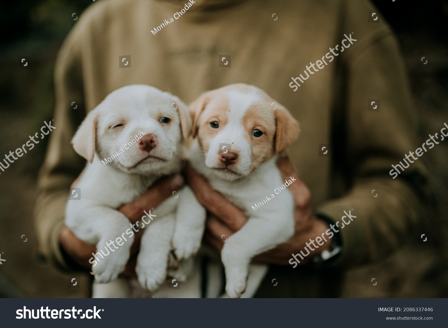 犬写真素材 Shutterstock
