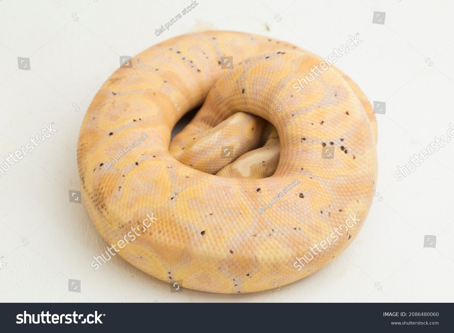 pastel ball python