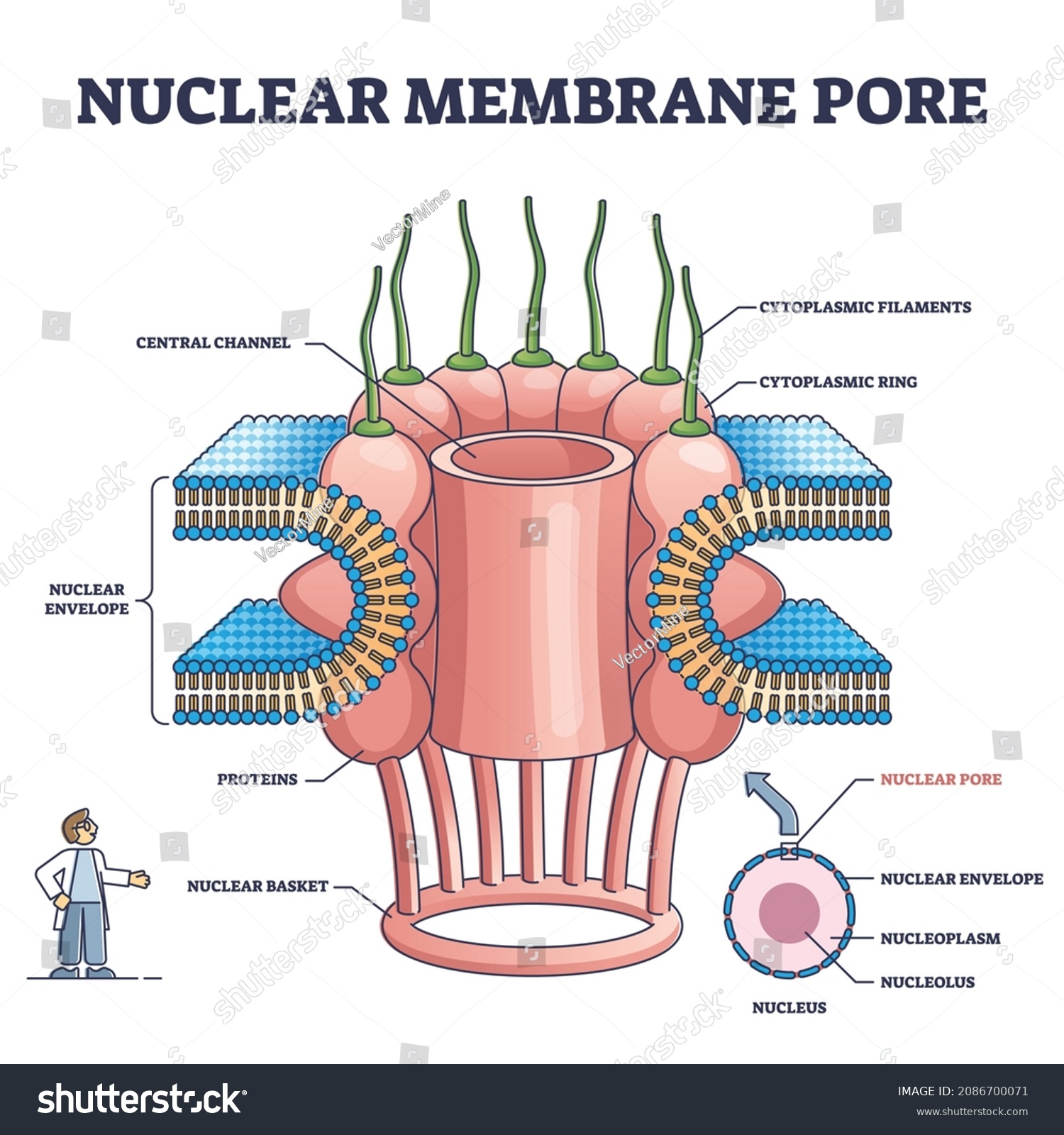 nuclear-membrane-pore-closeup-isolated-detailed-stock-vector-royalty