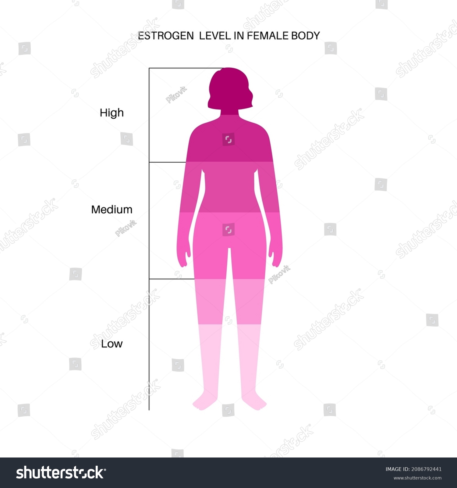 Estrogen Level Color Chart Sex Hormone Stock Vector Royalty Free 2086792441 Shutterstock 2368