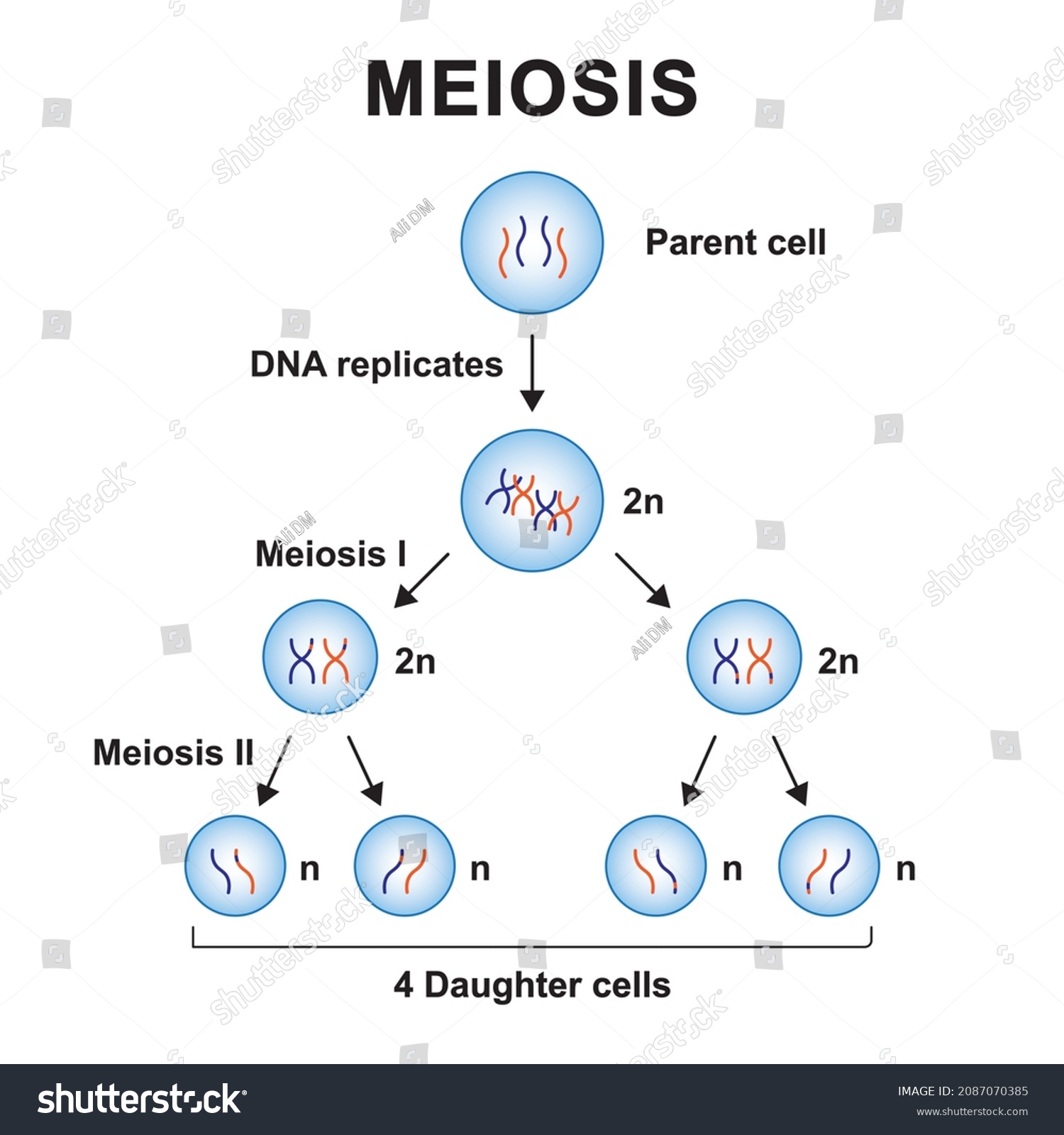 Scientific Designing Meiosis Process Colorful Symbols Stock Vector ...