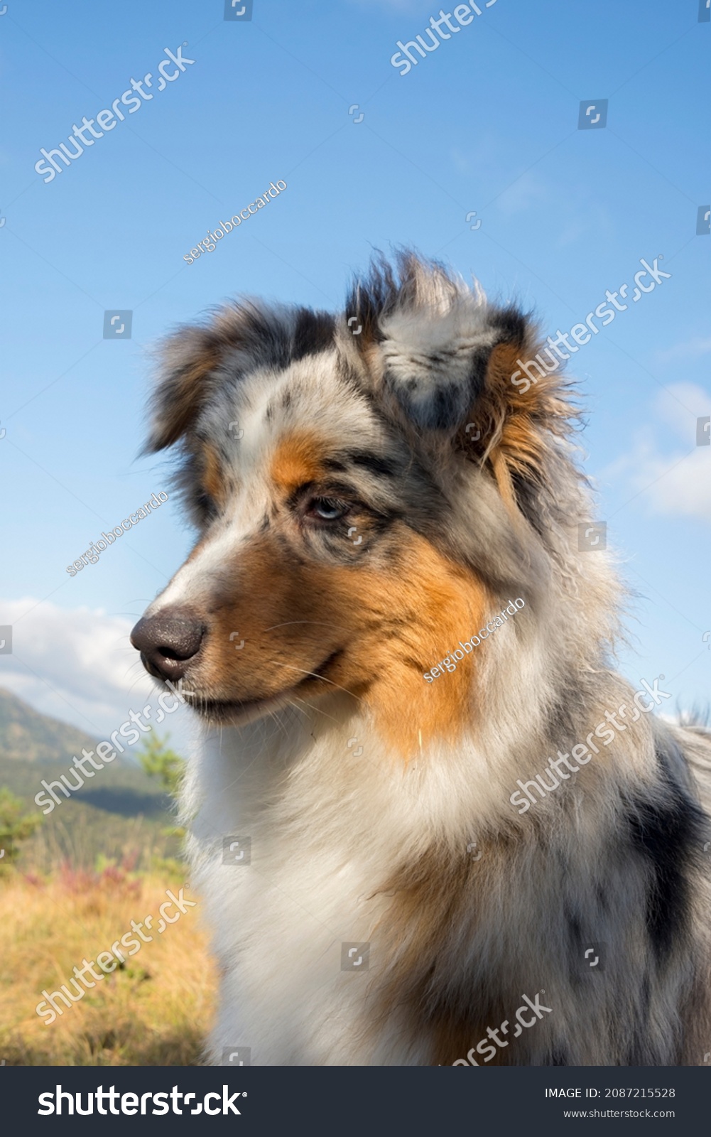 what makes a dog a blue merle