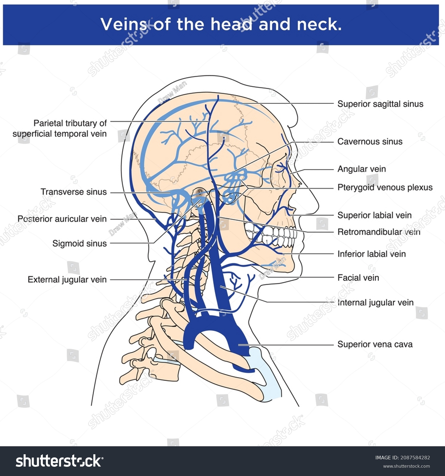 Labelled Drawing Show Anterior Muscles Neck Stock Vector (Royalty Free ...