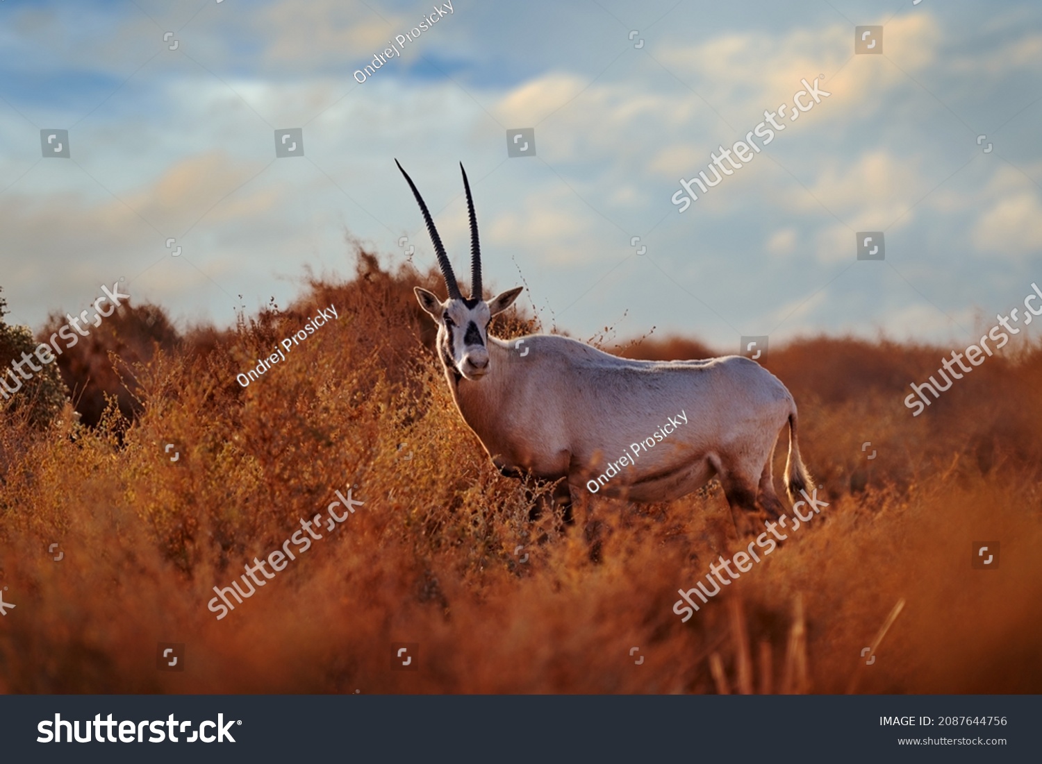 Arabian Oryx White Oryx Oryx Leucoryx Stock Photo 2087644756 | Shutterstock