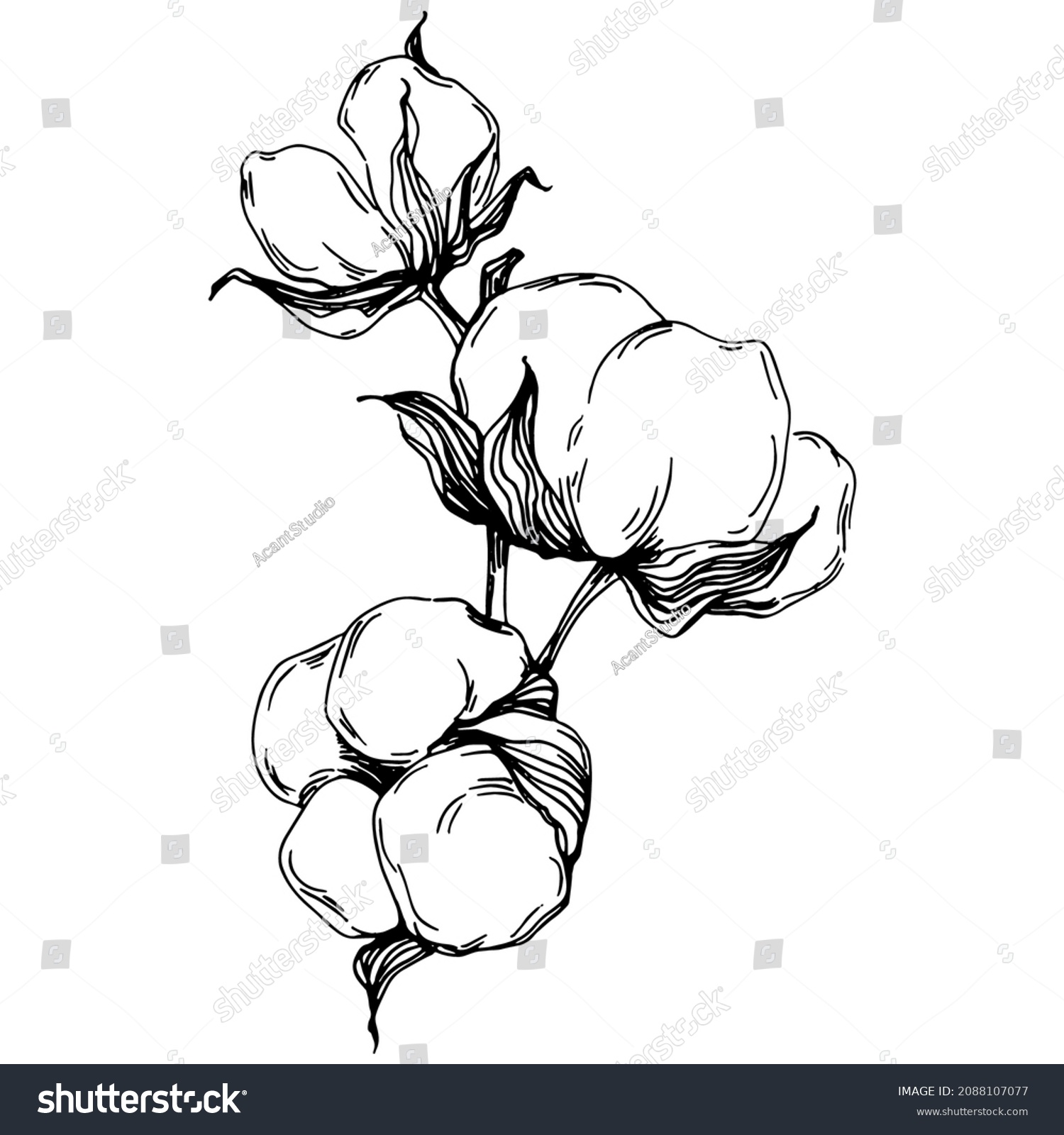 Cotton Flower Floral Botanical Flower Isolated Stock Vector (Royalty ...