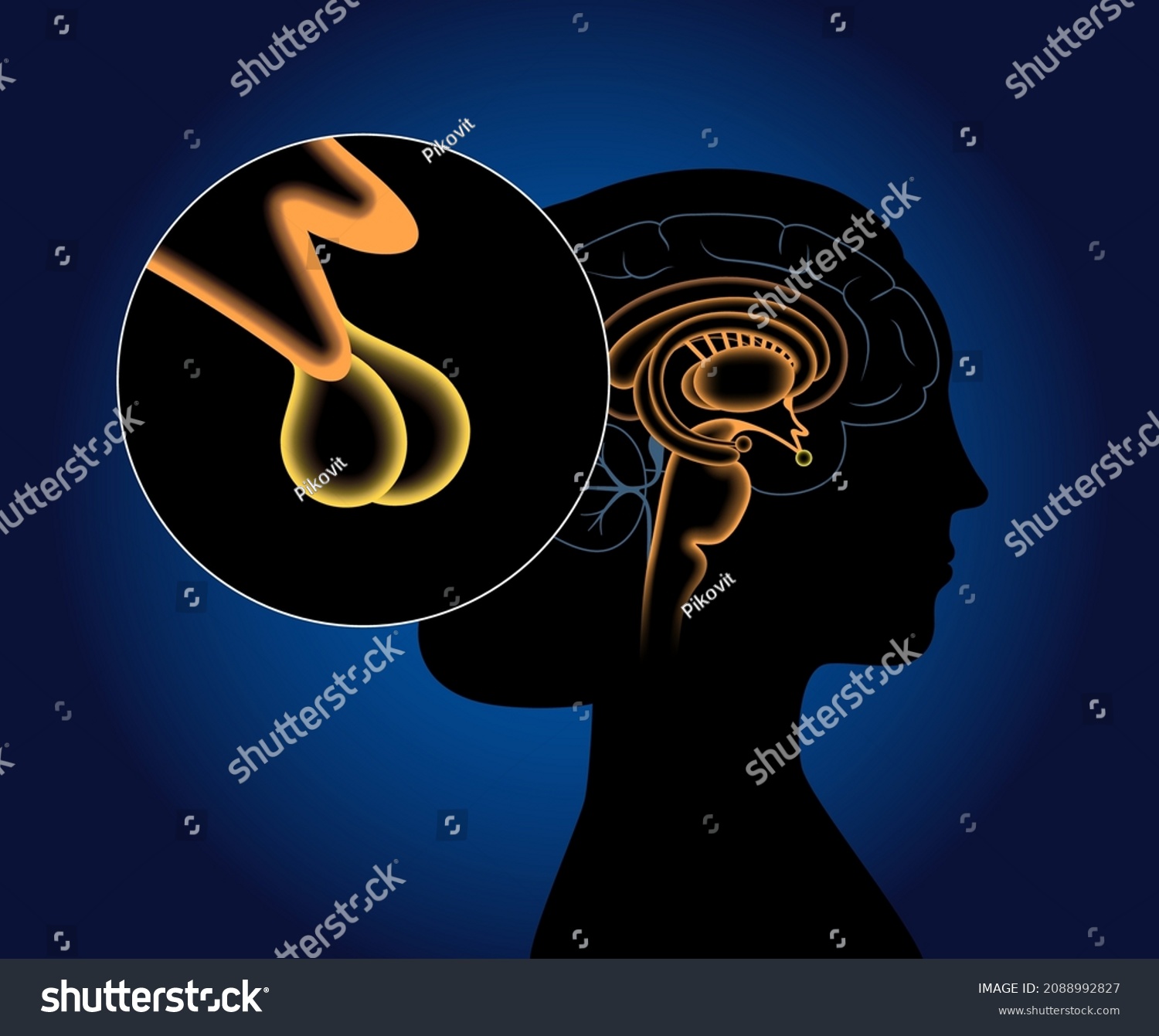 Pituitary Gland Anatomy Human Endocrine System