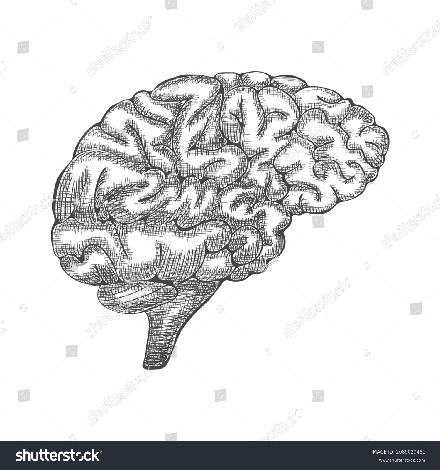 Engraving Brain Illustration Hand Drawn Anatomical Stock Illustration ...