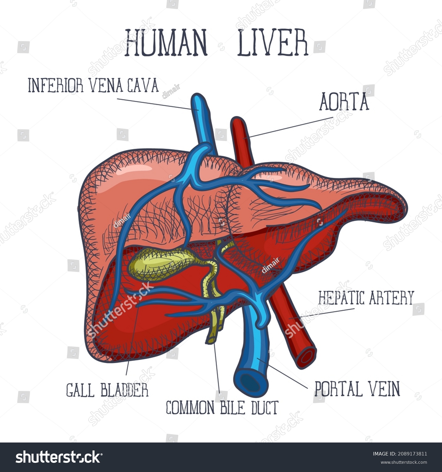 Sketch Ink Human Liver Hand Drawn Stock Illustration 2089173811 ...