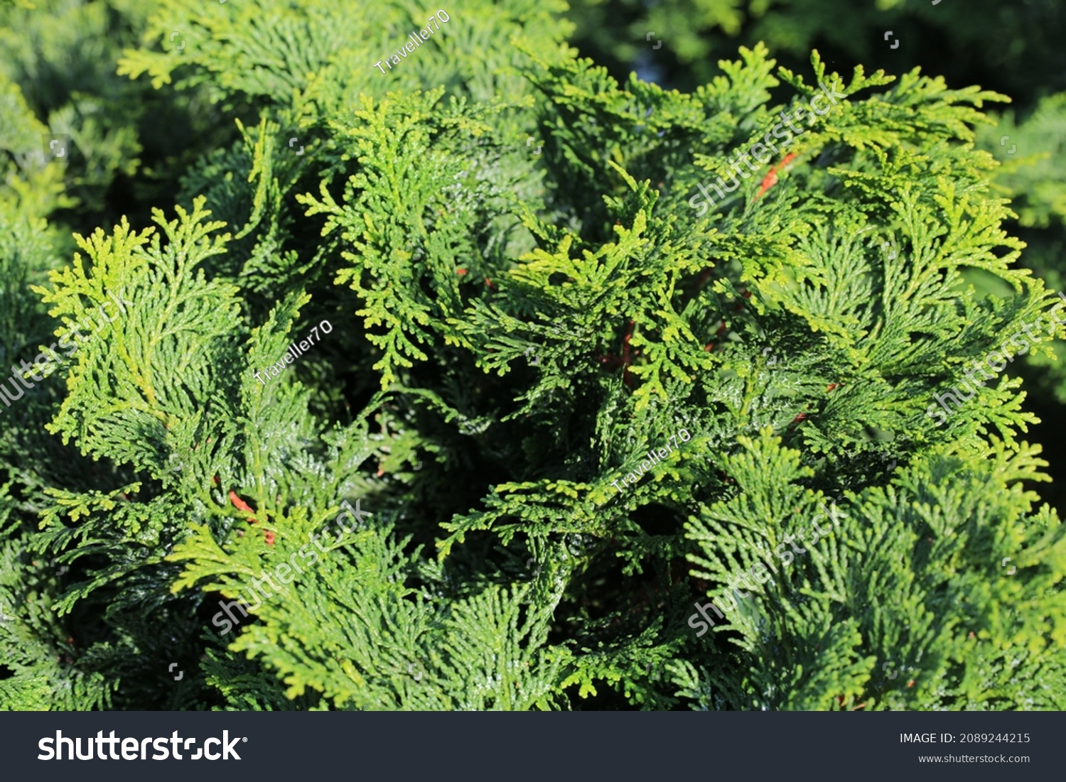 451 Chamaecyparis Obtusa Images, Stock Photos & Vectors | Shutterstock