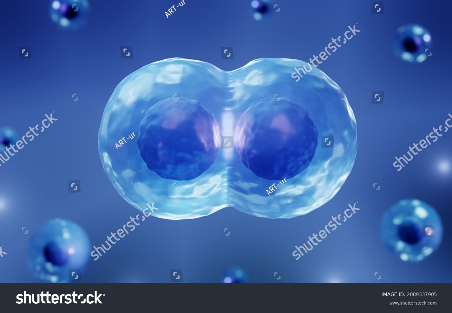 Stem Cells Dividing Into Daughter Cells Stock Illustration 2089337905 ...