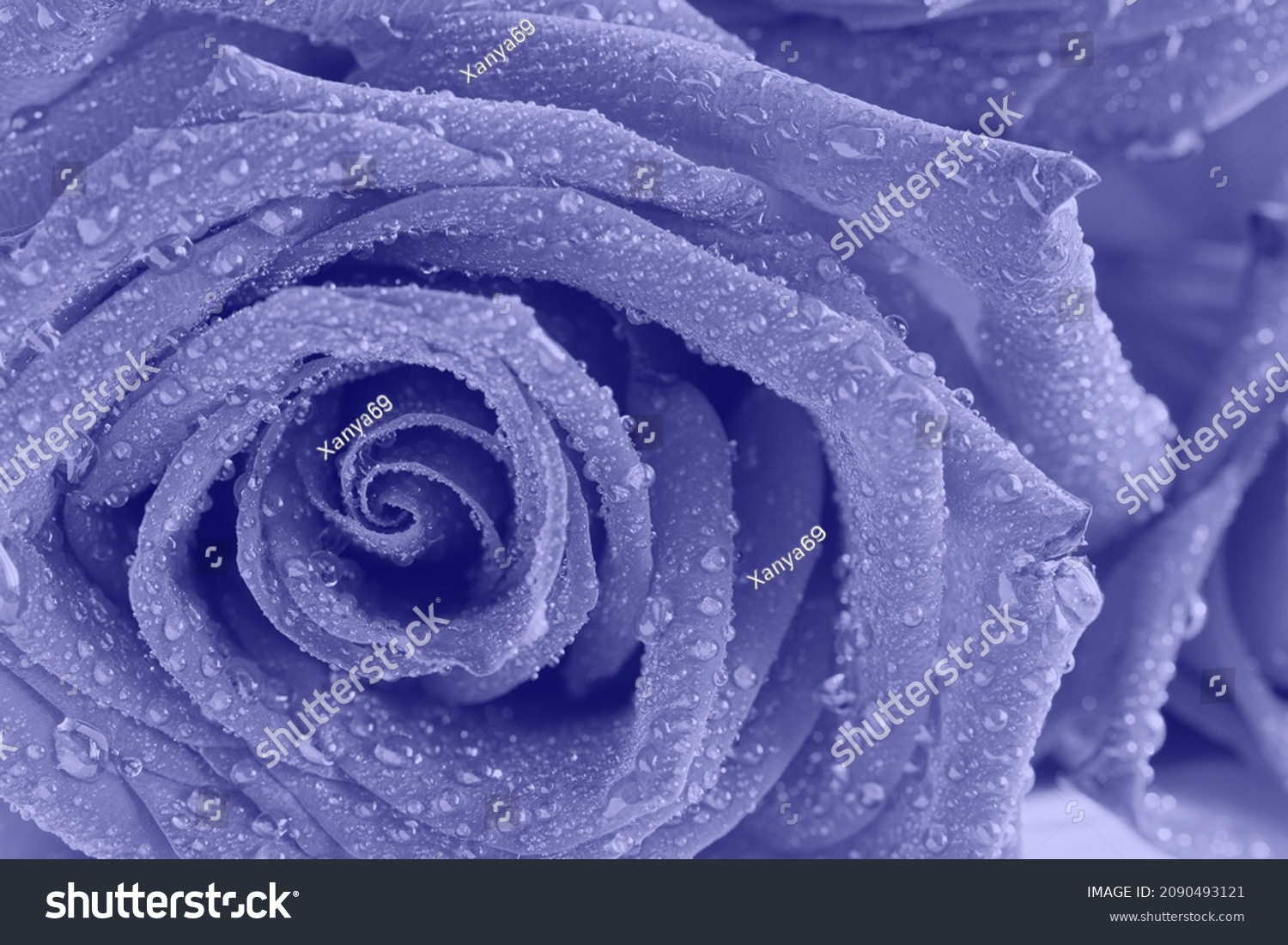 Foto Stok Very Peri Violet Rose Water Drops (Edit Sekarang) 2090493121.