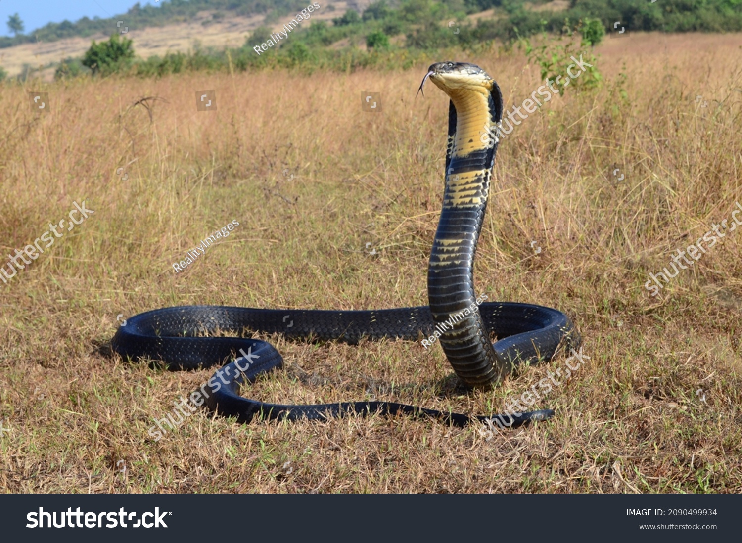 798 Ophiophagus Images, Stock Photos & Vectors | Shutterstock