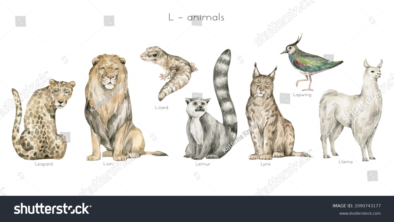 Stock Photo Watercolor Wild Animals Letter L Leopard Lion Lizard Lemur Lynx Lapwing Bird Llama Zoo 2090743177 