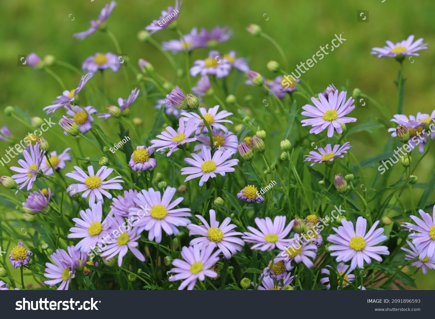 Closeup Lush Flowering Blue Brachyscome Iberidifolia Stock Photo ...