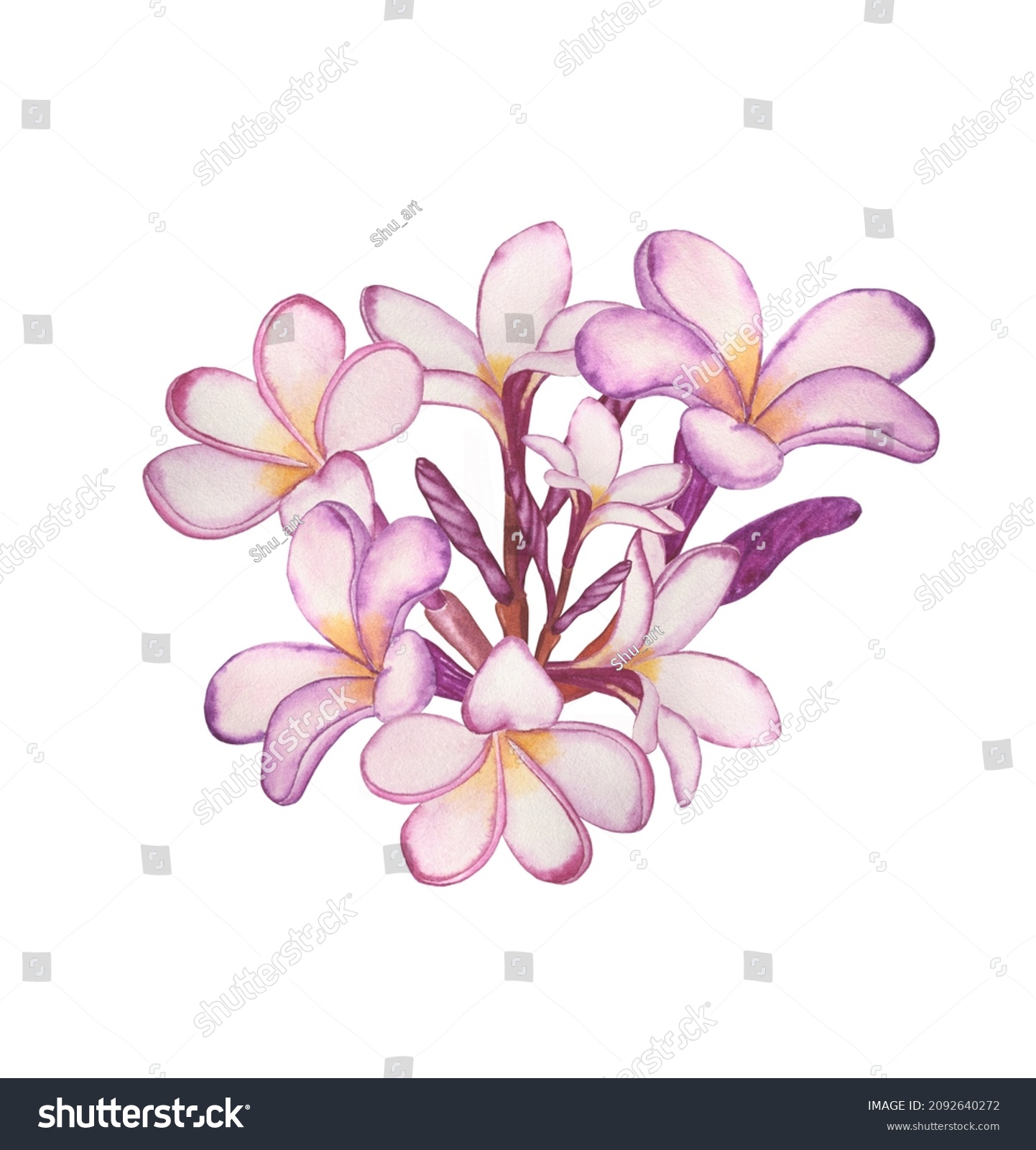 Frangipani Pink Flowers Watercolor Illustration Realistic Stock ...