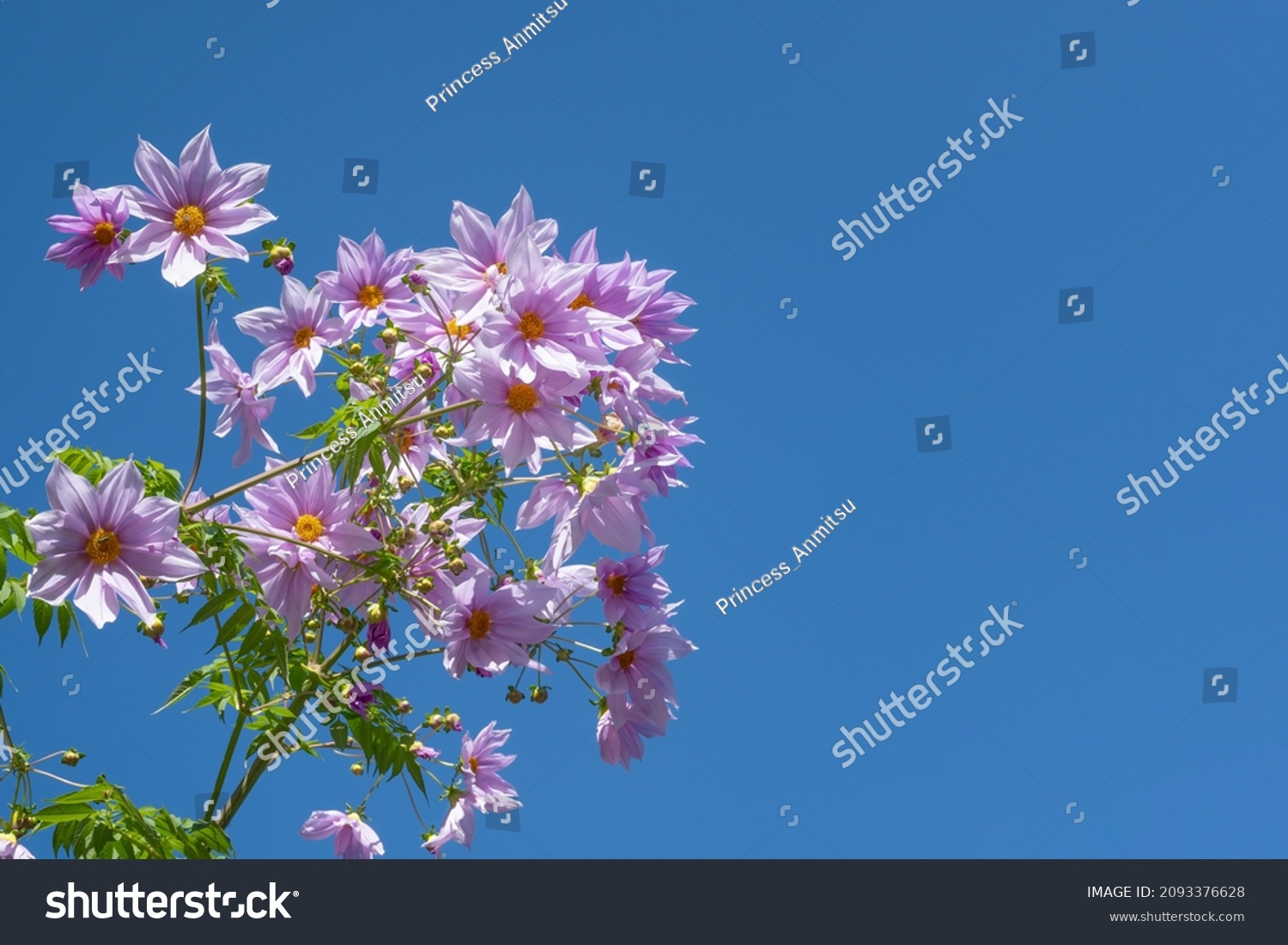 45 Imperial dahlia Images, Stock Photos & Vectors | Shutterstock